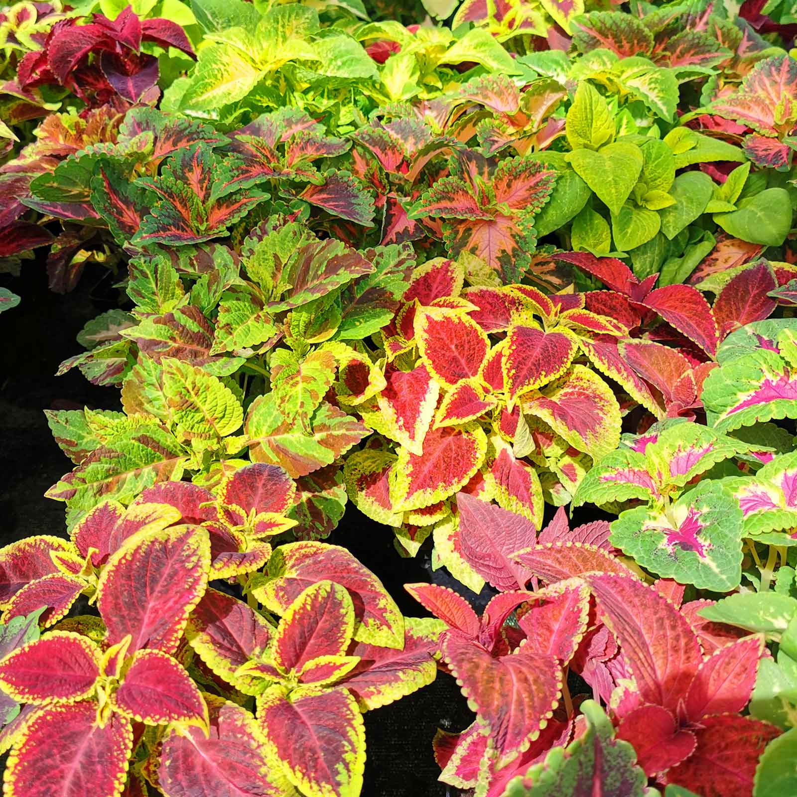 coleus plant seeds for sale Coleus Blumei - Rainbow Mix | Bulk Flower Seeds