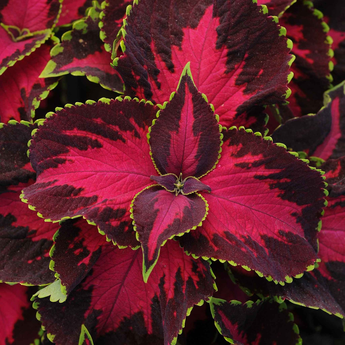 coleus chocolate covered cherry