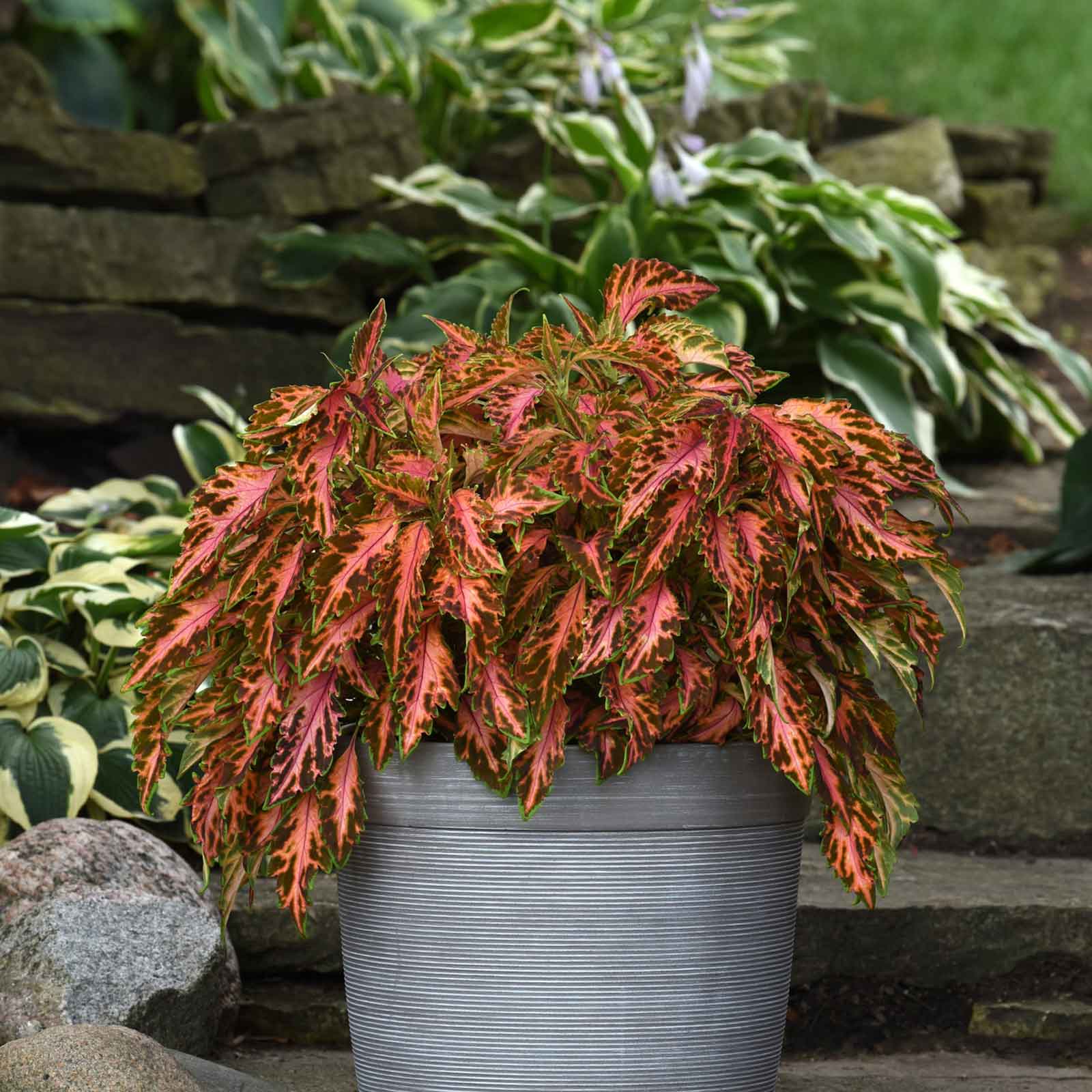 buy plant seeds in bulk Bulk Coleus Seeds - Coral Candy | Flower Seeds