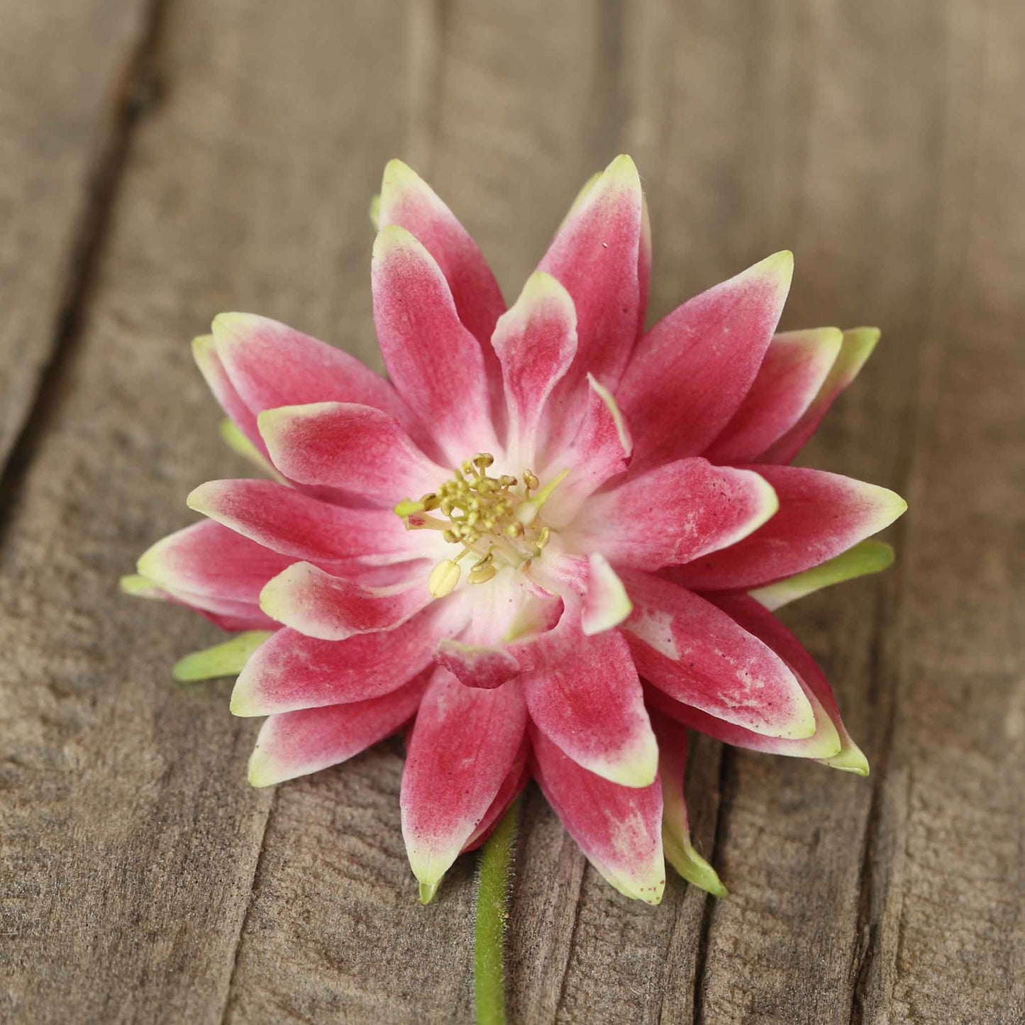 A close-up of a pink Nora Barlow columbine flower with multiple blooms on a wooden surface.