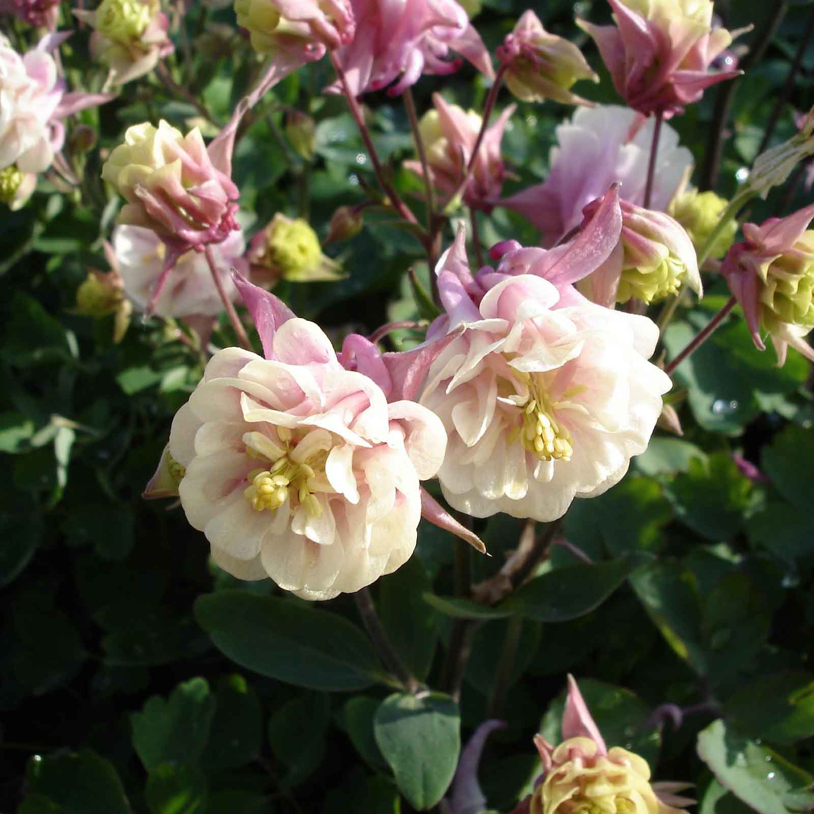 white rose seeds for sale Bulk Columbine Seeds - Winky Double Rose White