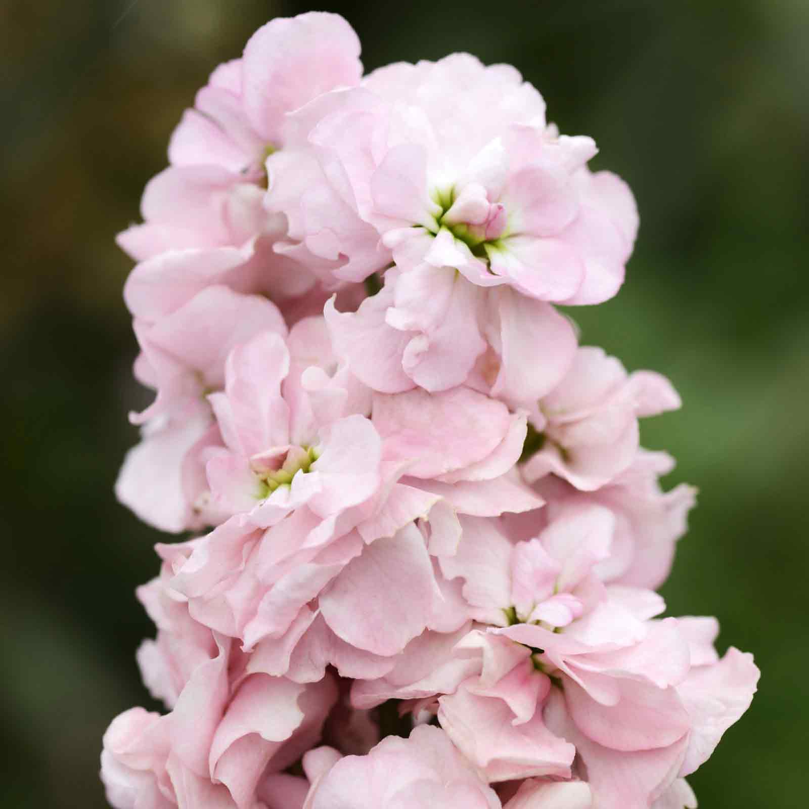 stock flower seeds for sale Column Stock Seeds - Appleblossom | Flower Seeds