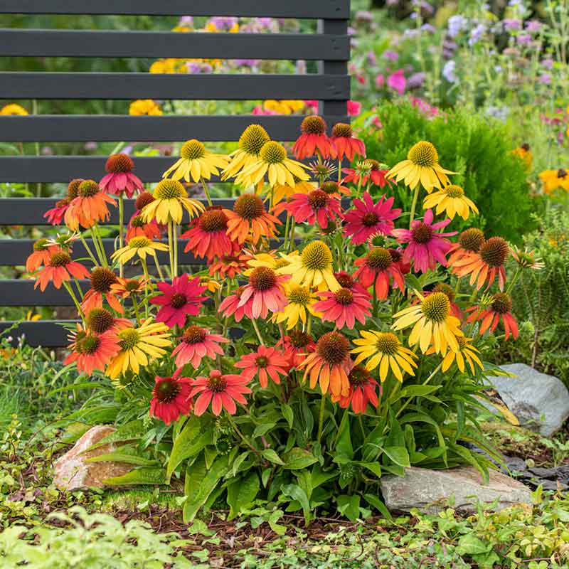 echinacea seeds uk Bulk Coneflower Seeds - Artisan Ombre Mix