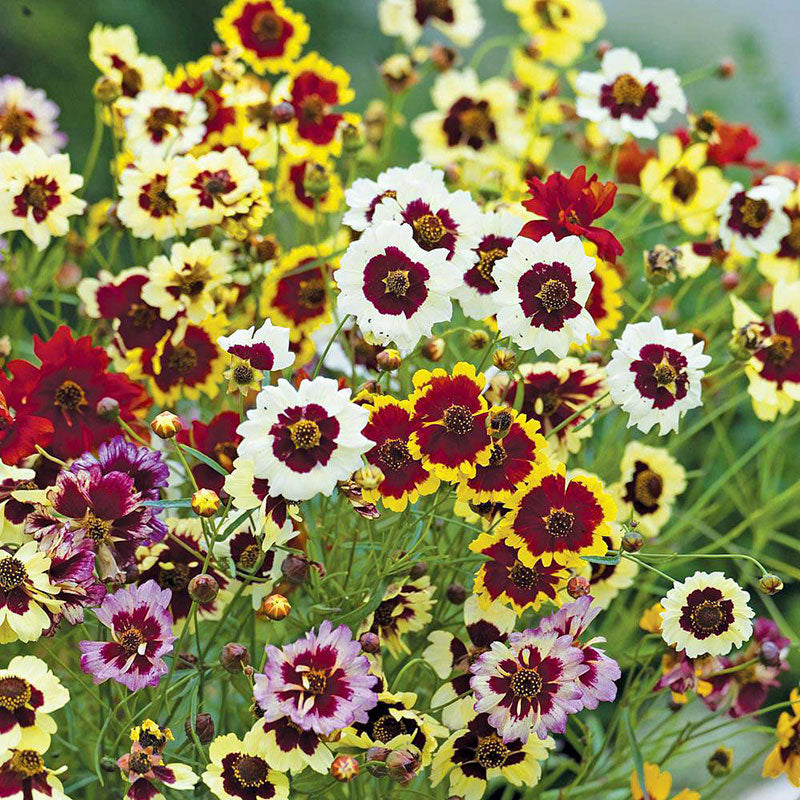 coreopsis dwarf mix