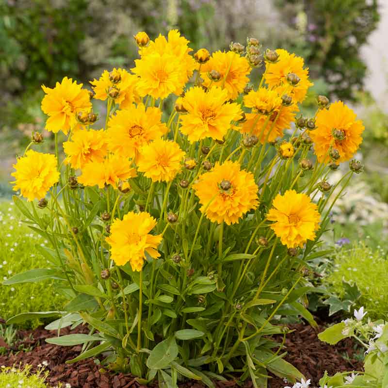planting coreopsis seeds Bulk Lance-Leaf Coreopsis Seeds