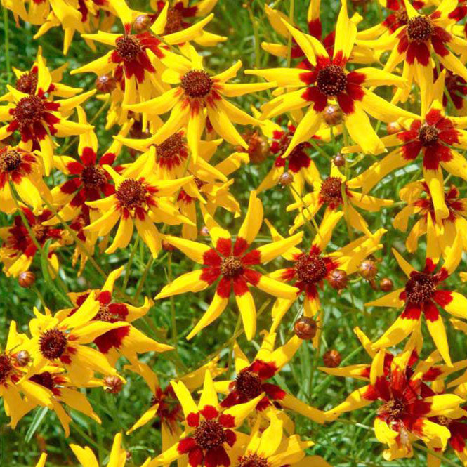 coreopsis mardi gras