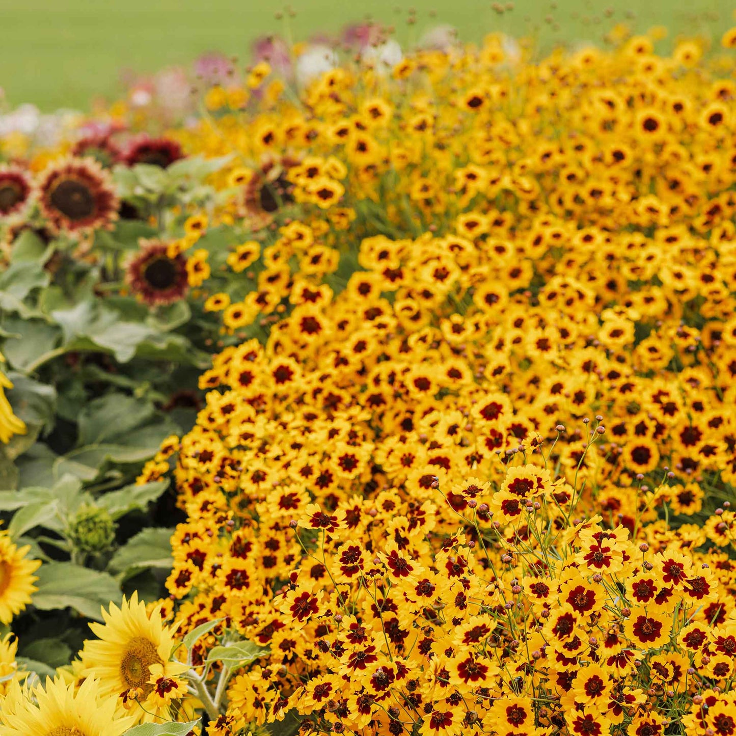 plains coreopsis