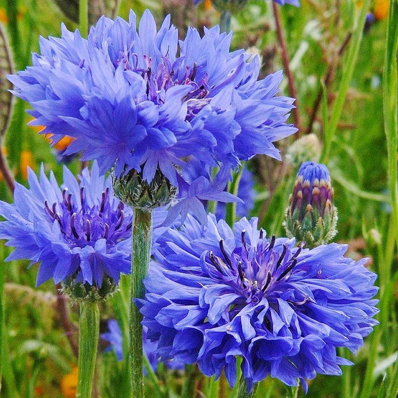 organic cornflower jubilee gem