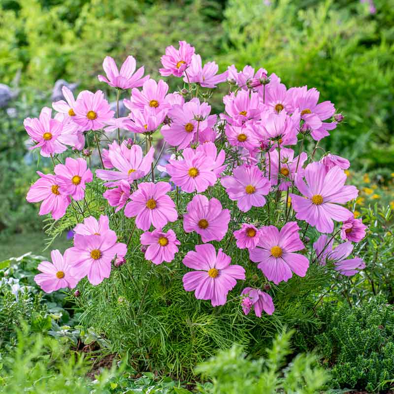 plant cosmos seeds Bulk Cosmos Seeds (Dwarf Early)