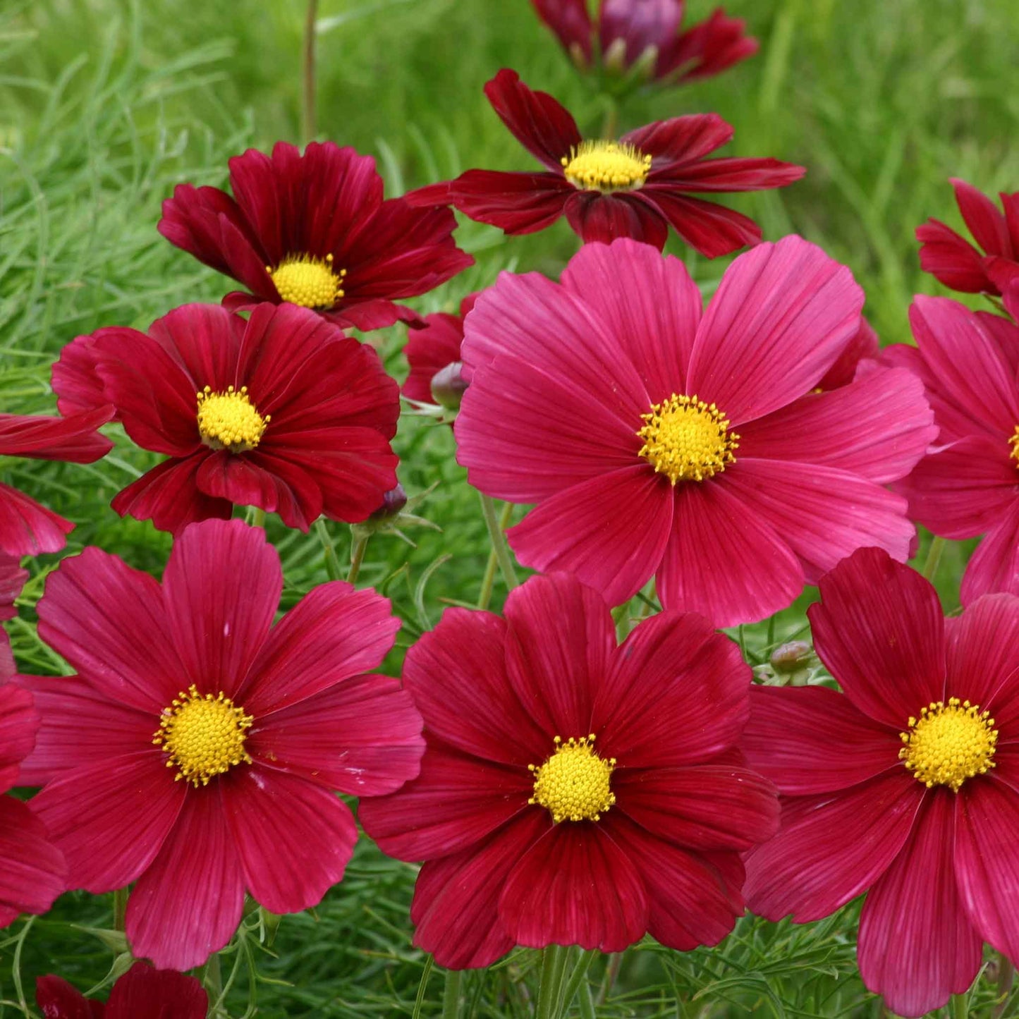 cosmos rubinato