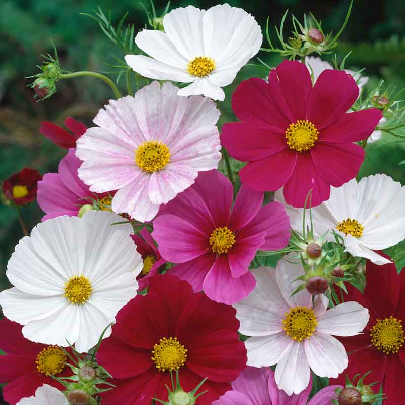 cosmos flower seeds uk Bulk Cosmos Seeds
