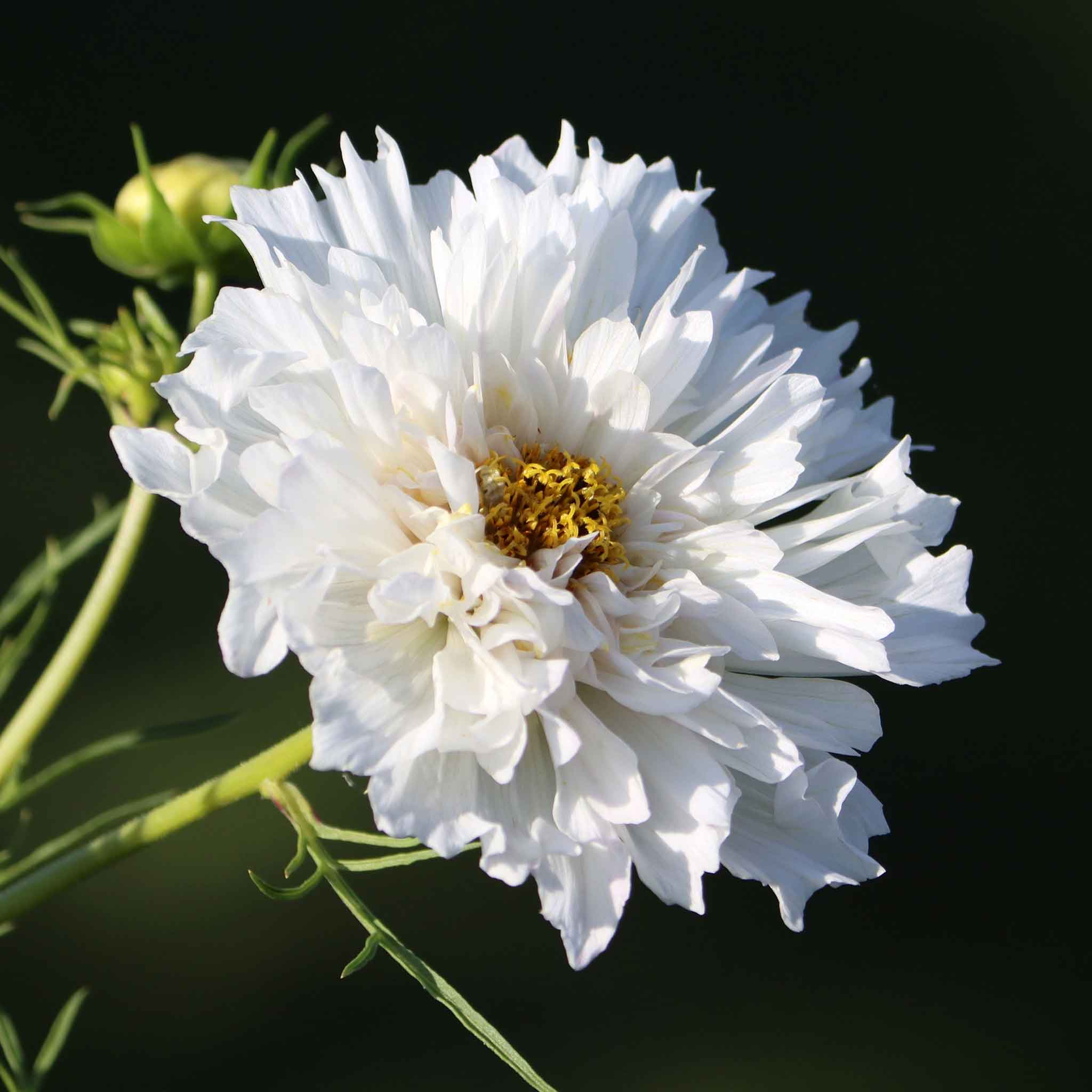 celestial flower seed baten kaitos Cosmos Seeds - Double Click - White Knight | Bulk Flower Seeds