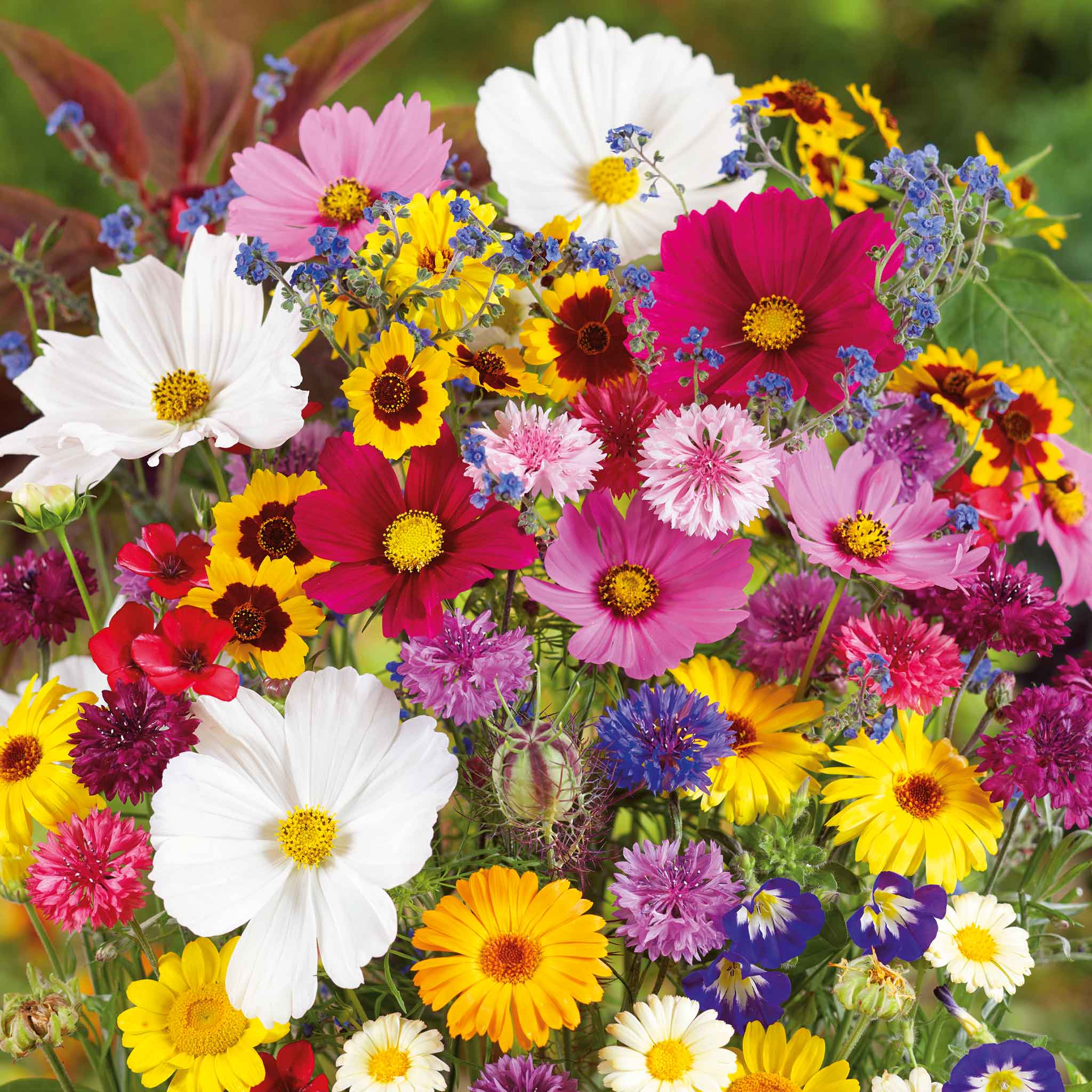 flower seeds plants Bulk Country Garden Flower Seed Mix