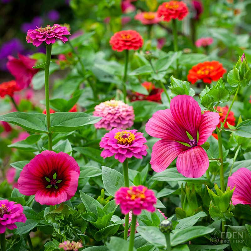 cupid garden seeds Bulk Cupid's Mix