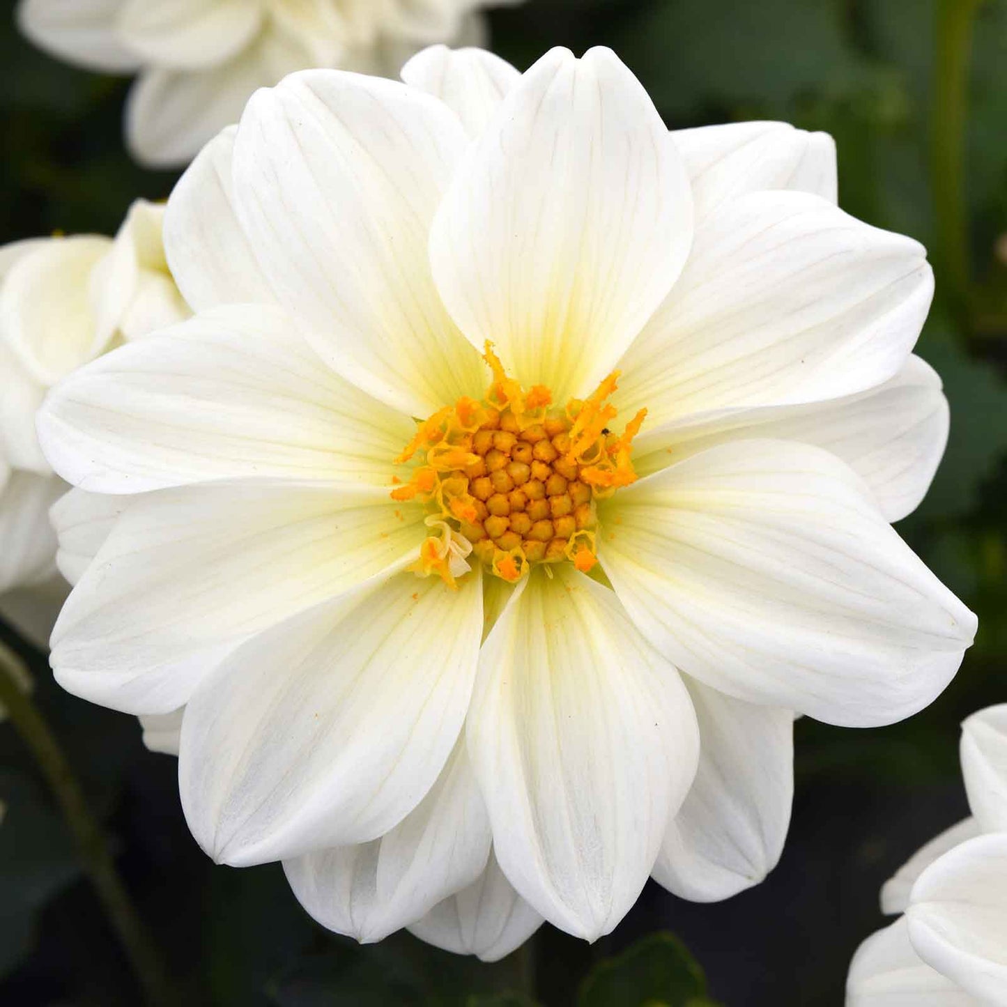 dahlia figaro white