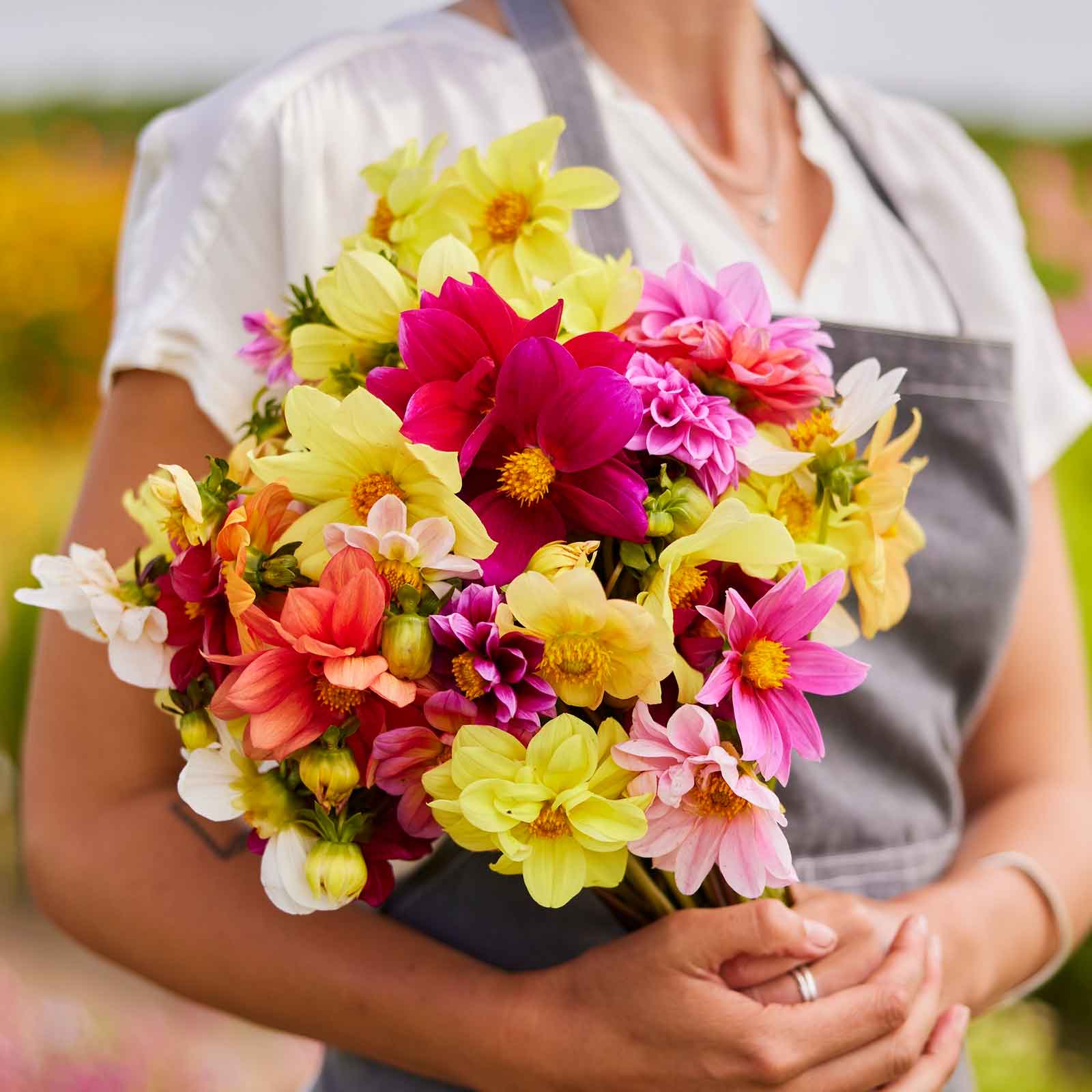 mignon dahlia seeds Bulk Dahlia Seeds
