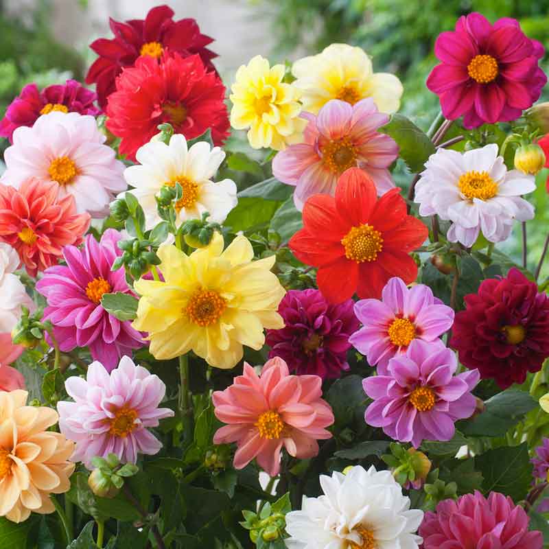 hybrid dahlia seeds Bulk Dahlia Seeds