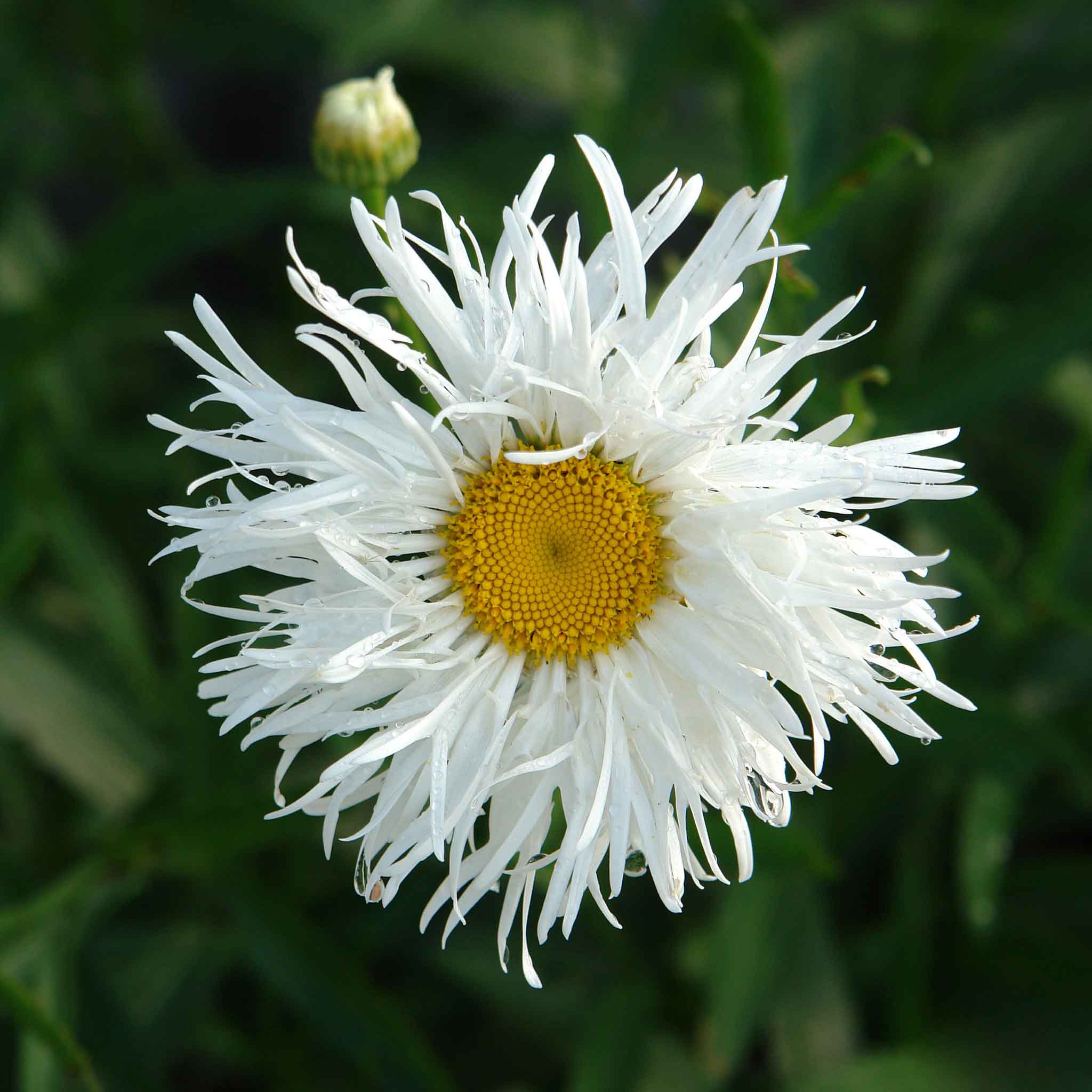 seeds daisy flower Daisy Seeds - Crazy Daisy | Bulk Flower Seeds