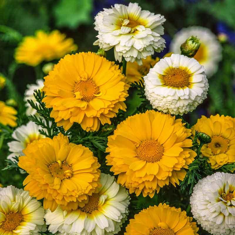 twin flower seeds Bulk Daisy Seeds