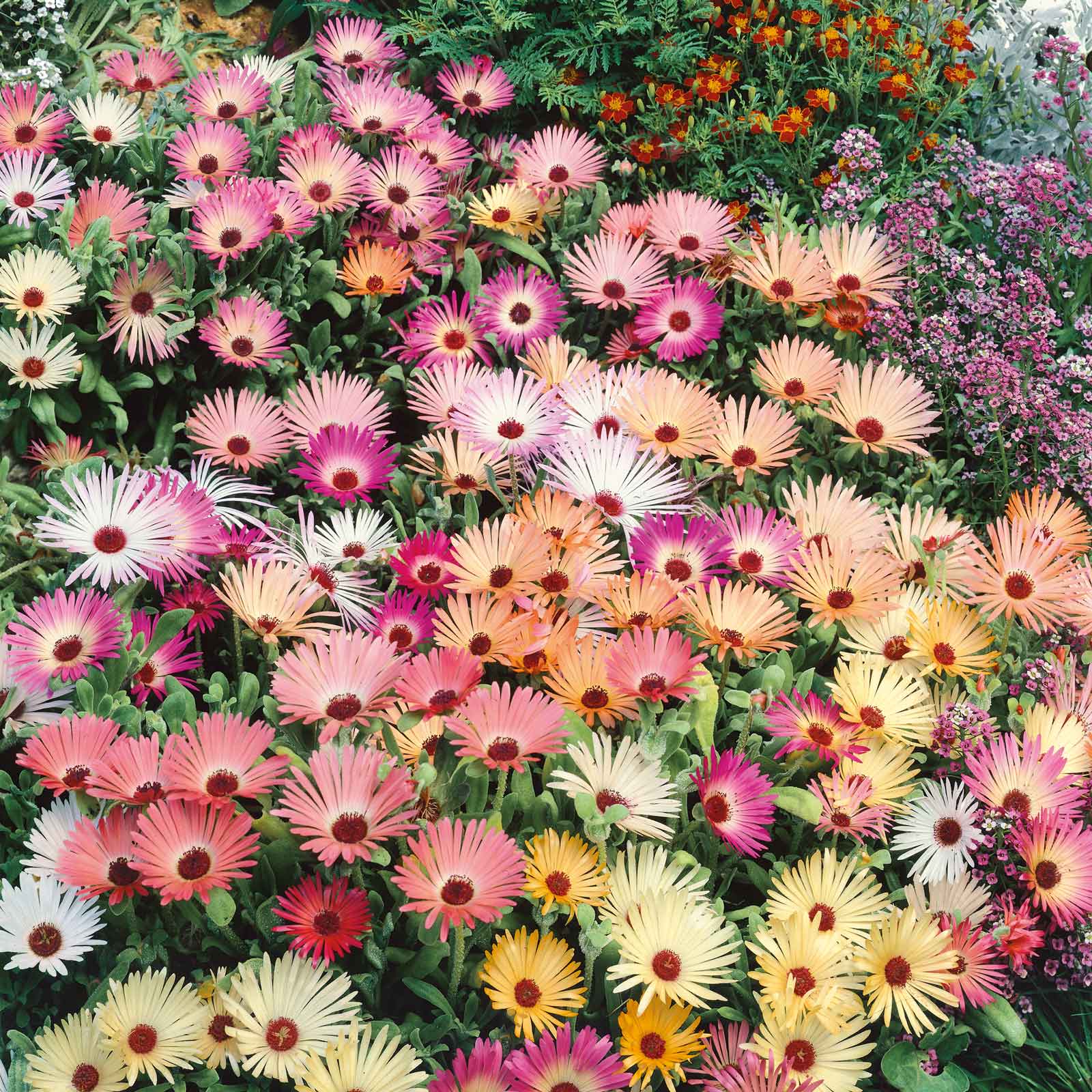 ice plant seeds bulk Bulk Daisy Seeds (Ice Plant)