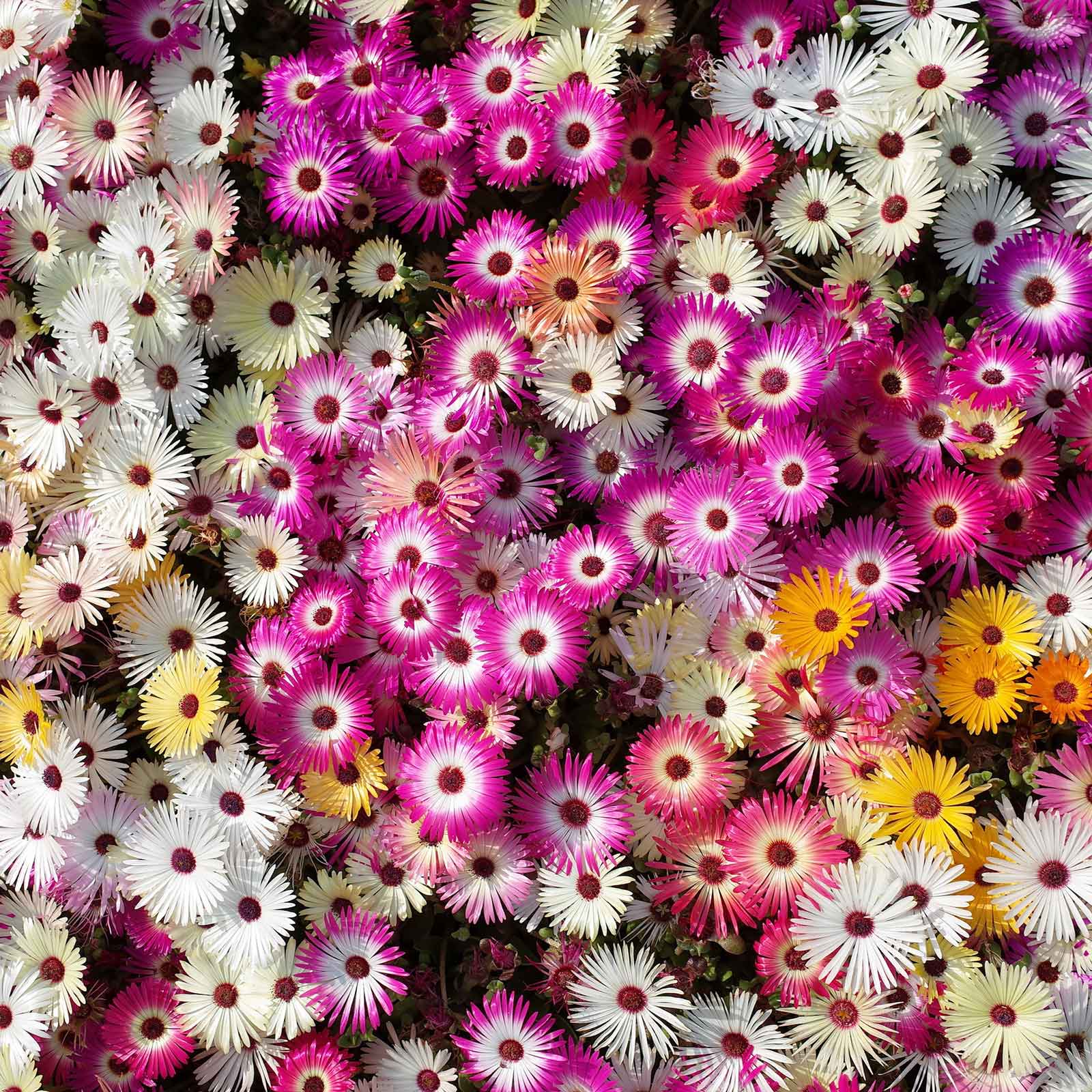 planting livingstone daisy seeds Bulk Daisy Seeds (Ice Plant)