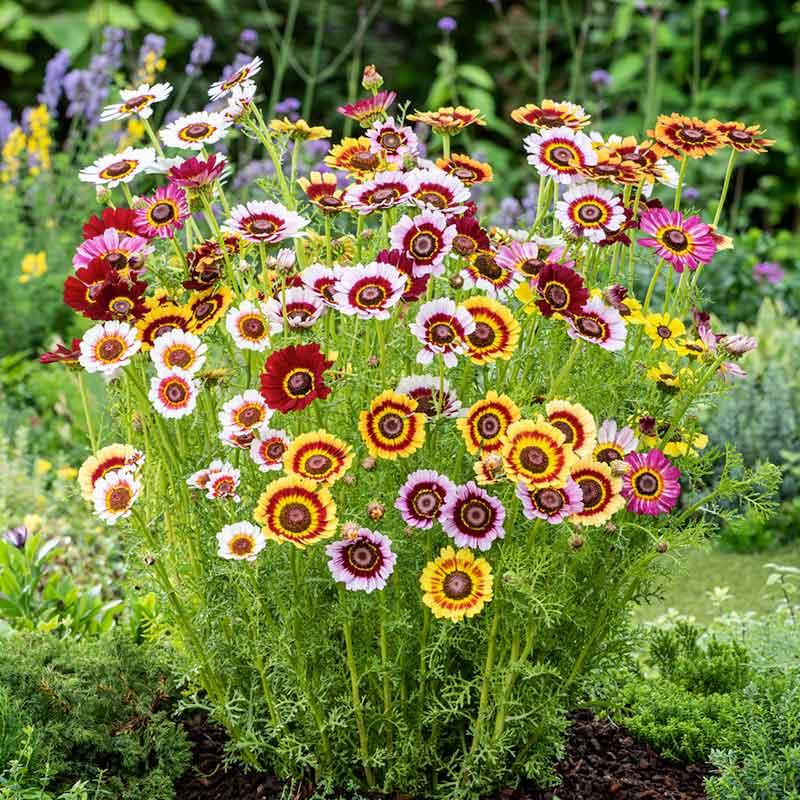 rainbow rose seeds for sale Bulk Daisy Seeds - Painted