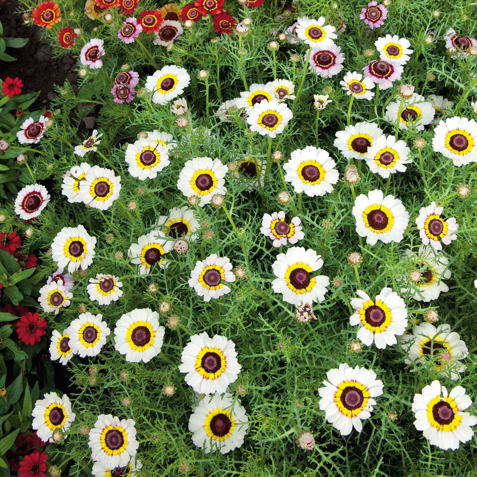 plant daisy seeds Bulk Daisy Seeds (Painted)
