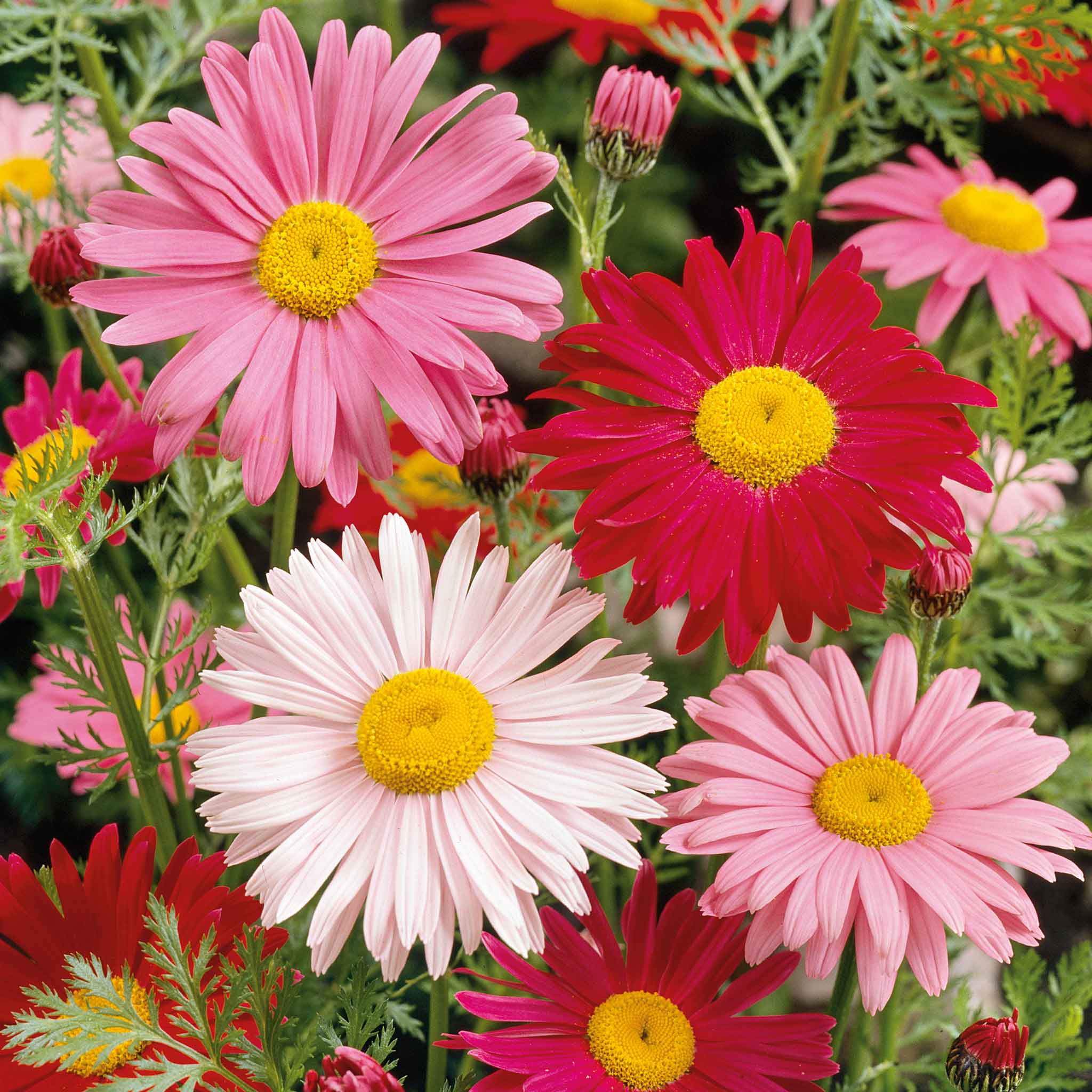 robinsons seeds and plants Bulk Daisy Seeds (Painted)