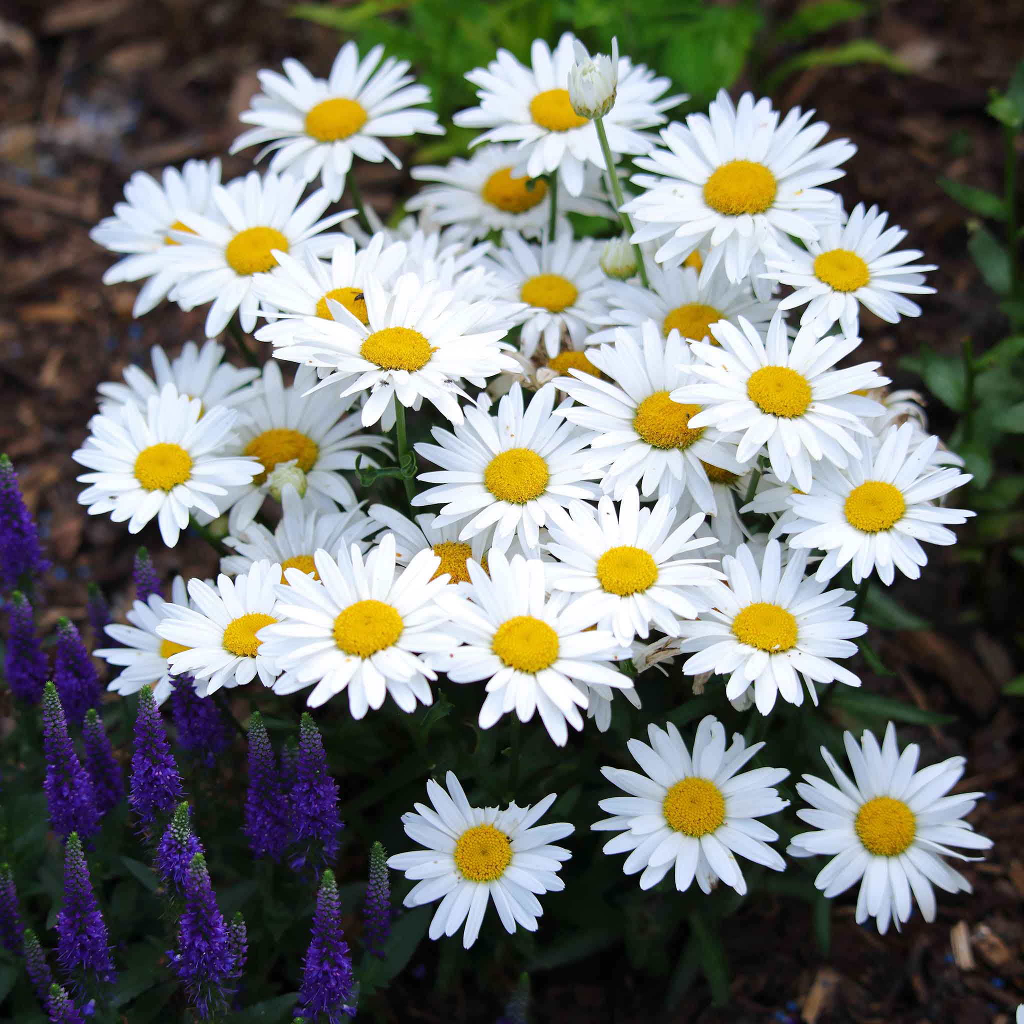 shasta daisy seeds from flower Bulk Daisy Seeds - Shasta