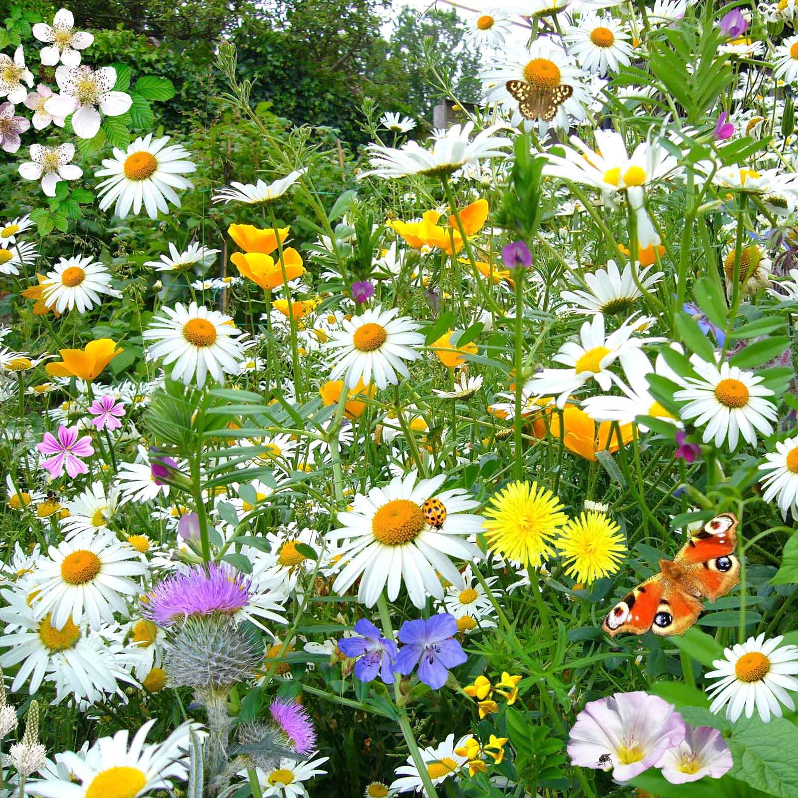 wildflower daisy seeds Bulk Daisy Seeds (Shasta)
