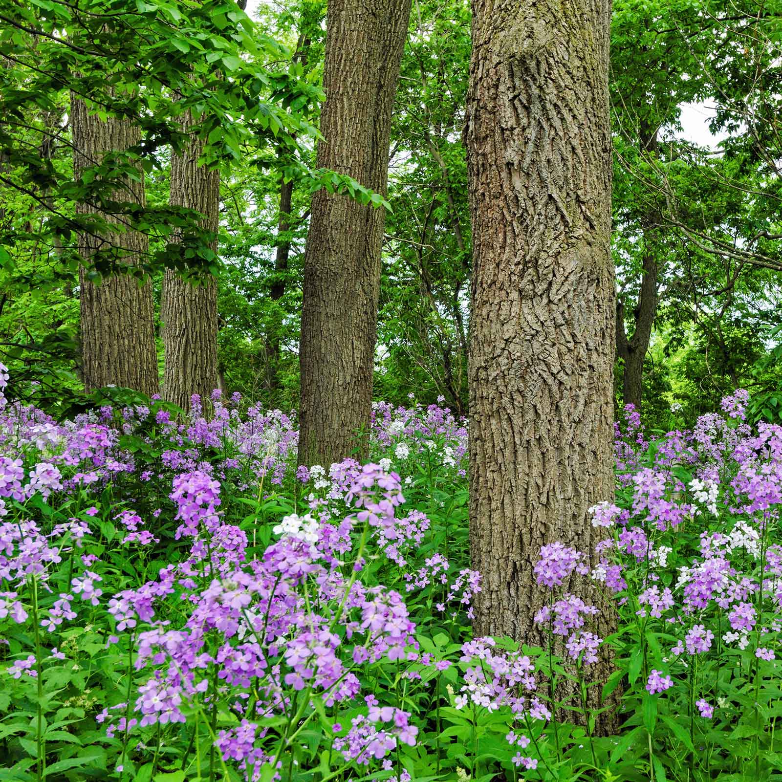 rocket flower seeds Bulk Dames Rocket Seeds