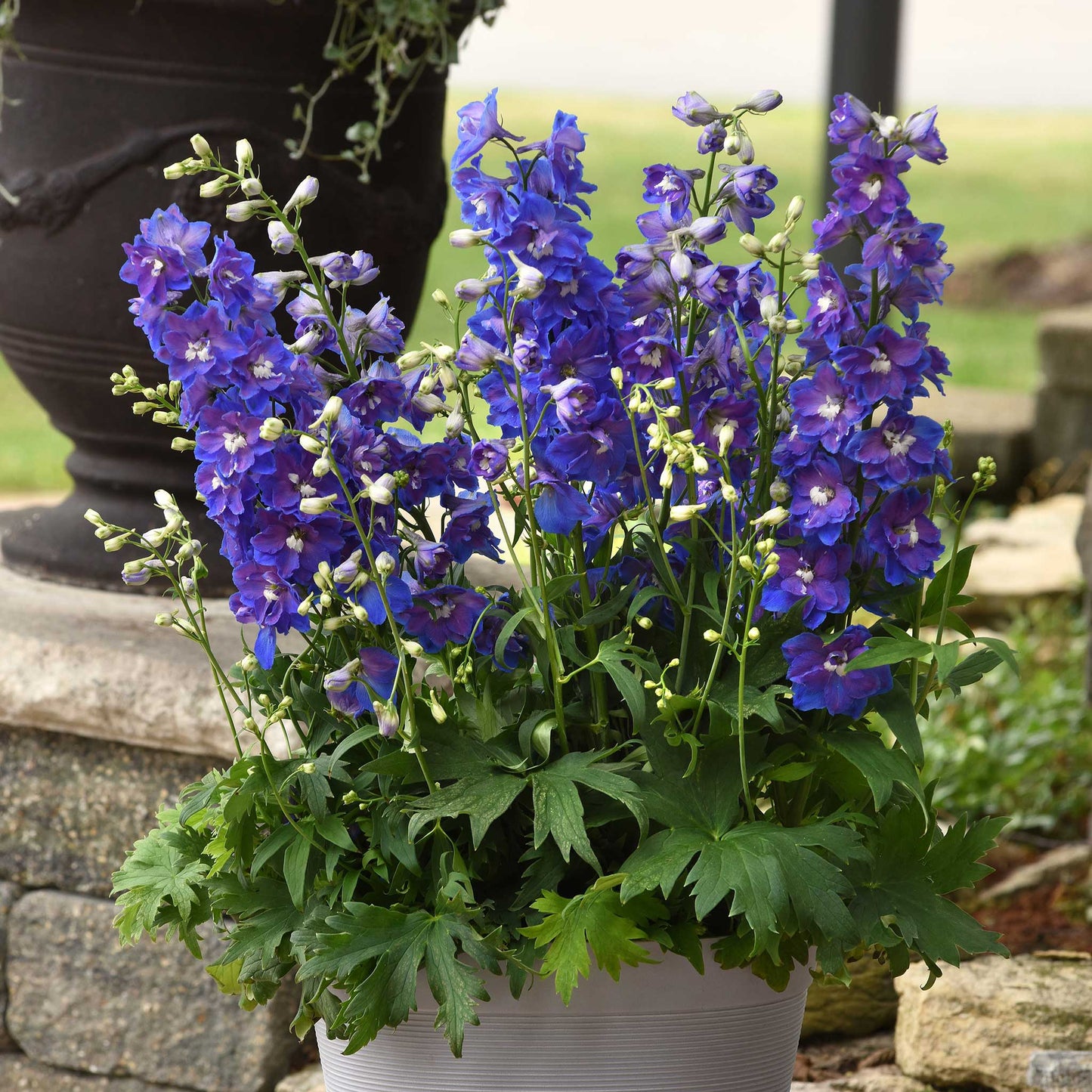 delphinium desante blue