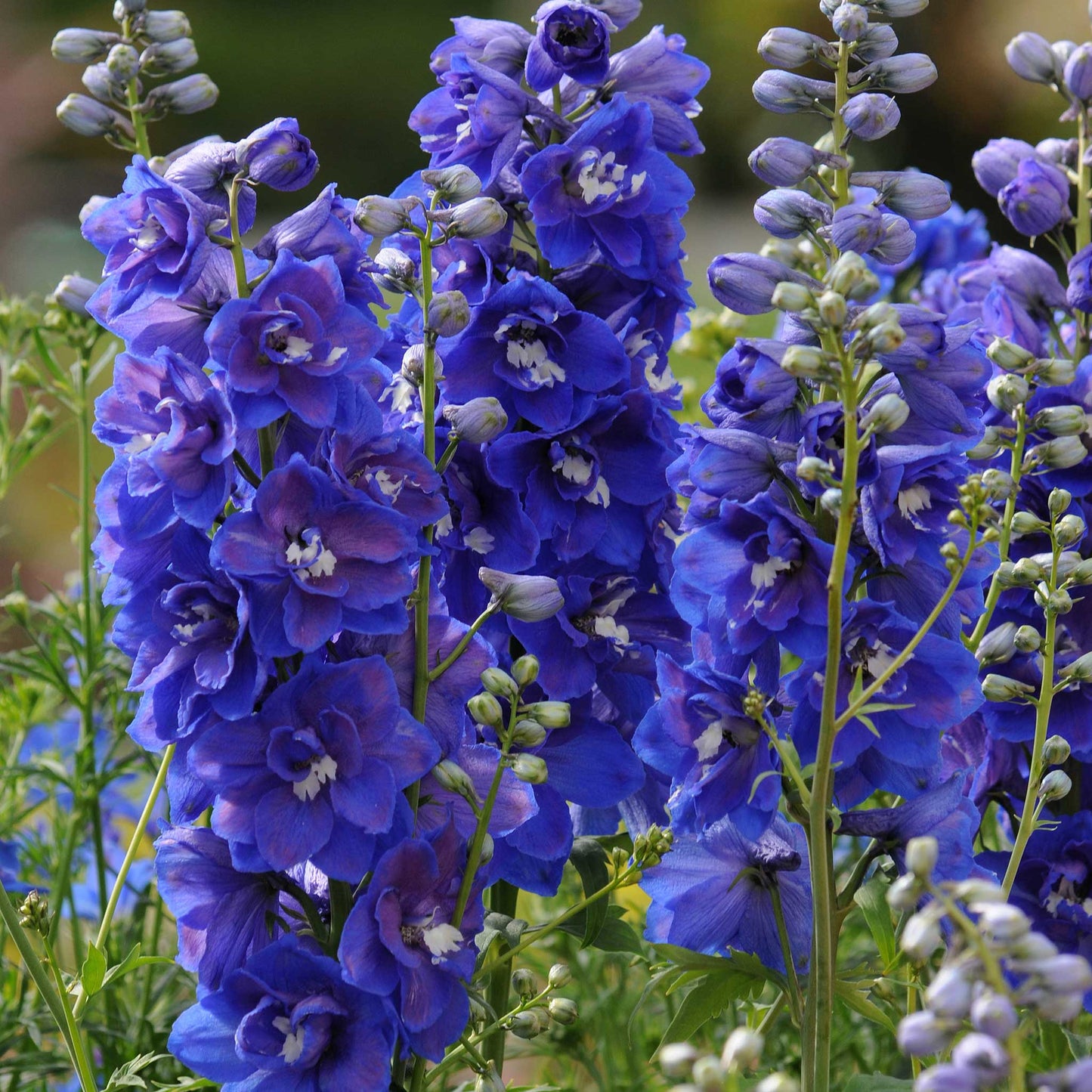 delphinium desante blue