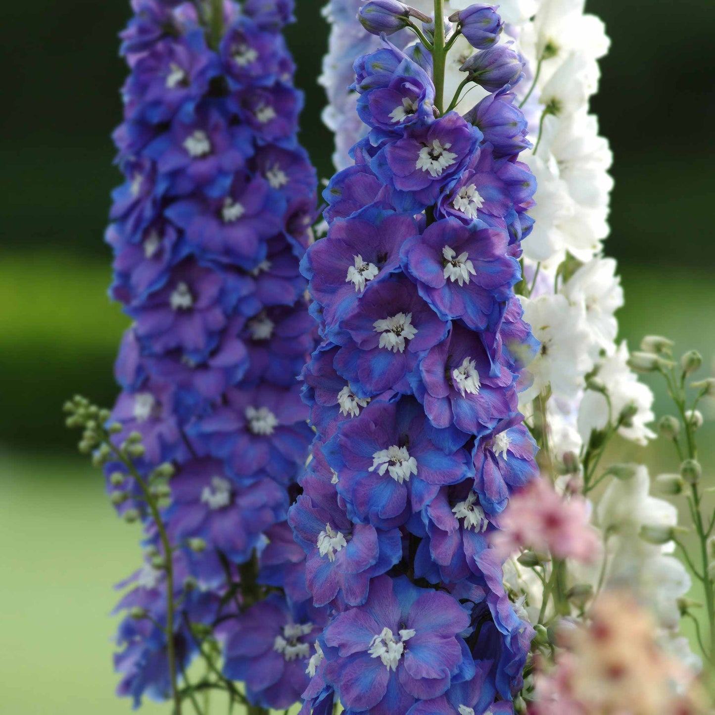 delphinium guardian blue