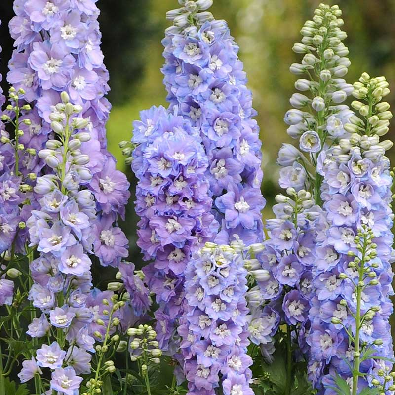 delphinium guardian lavender