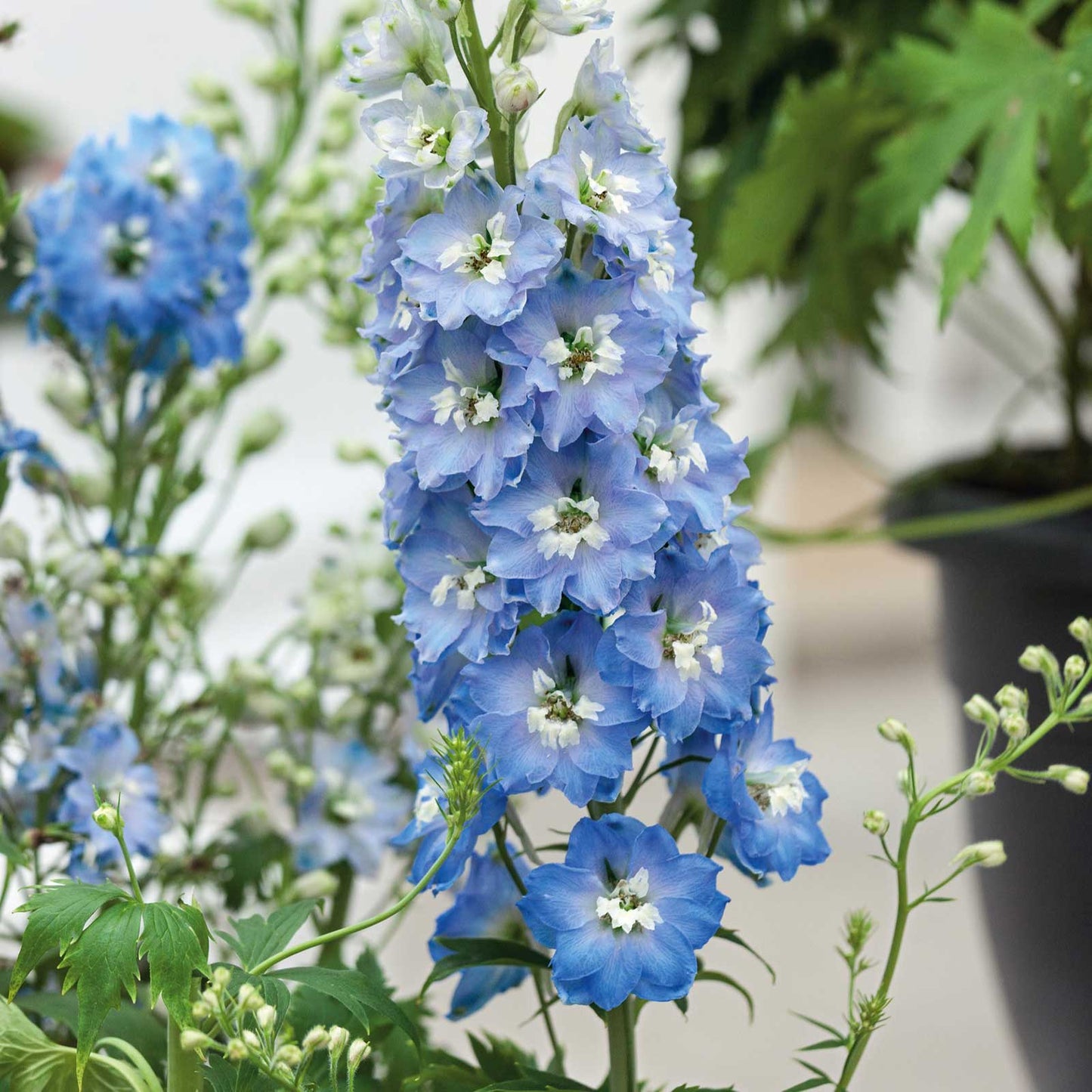 delphinium light blue white bee