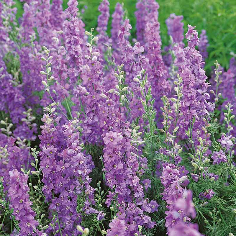 lilac flower seeds Bulk Delphinium Seeds