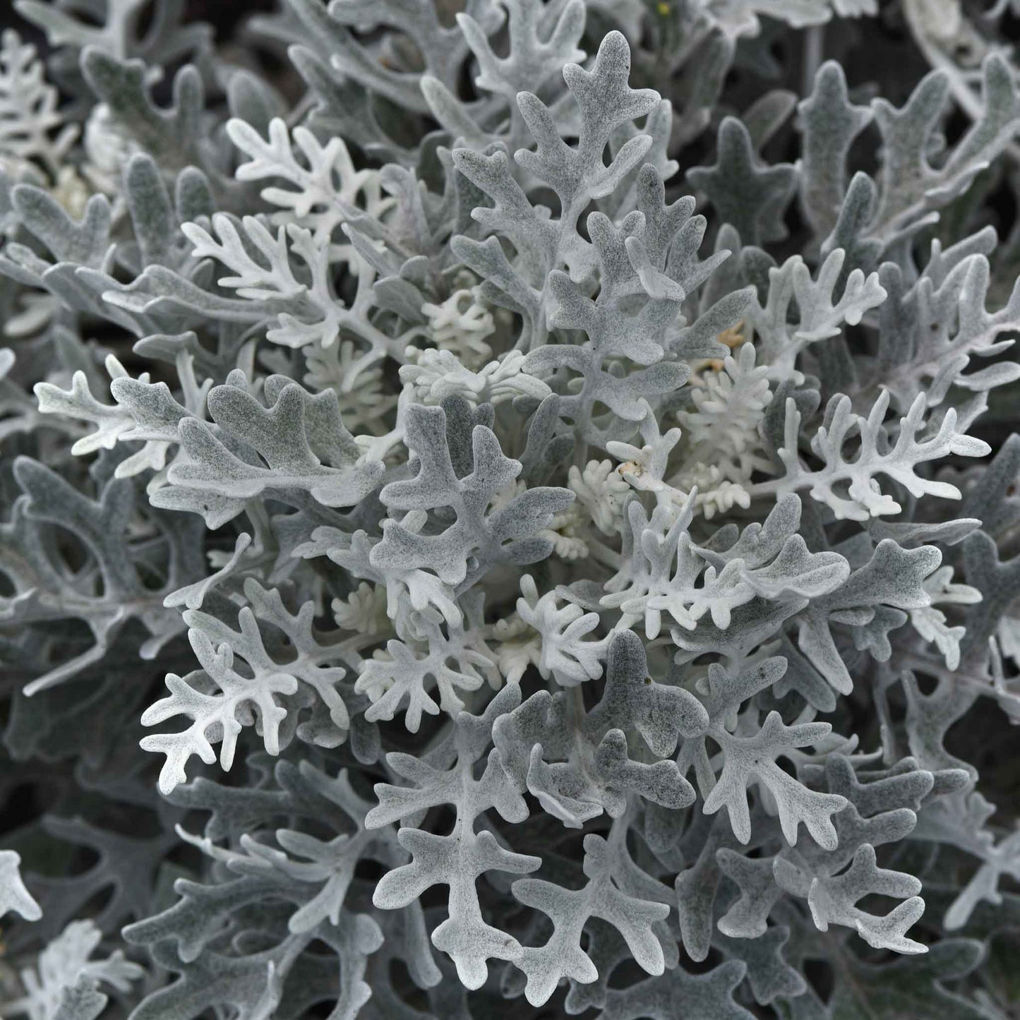 dusty miller silverdust