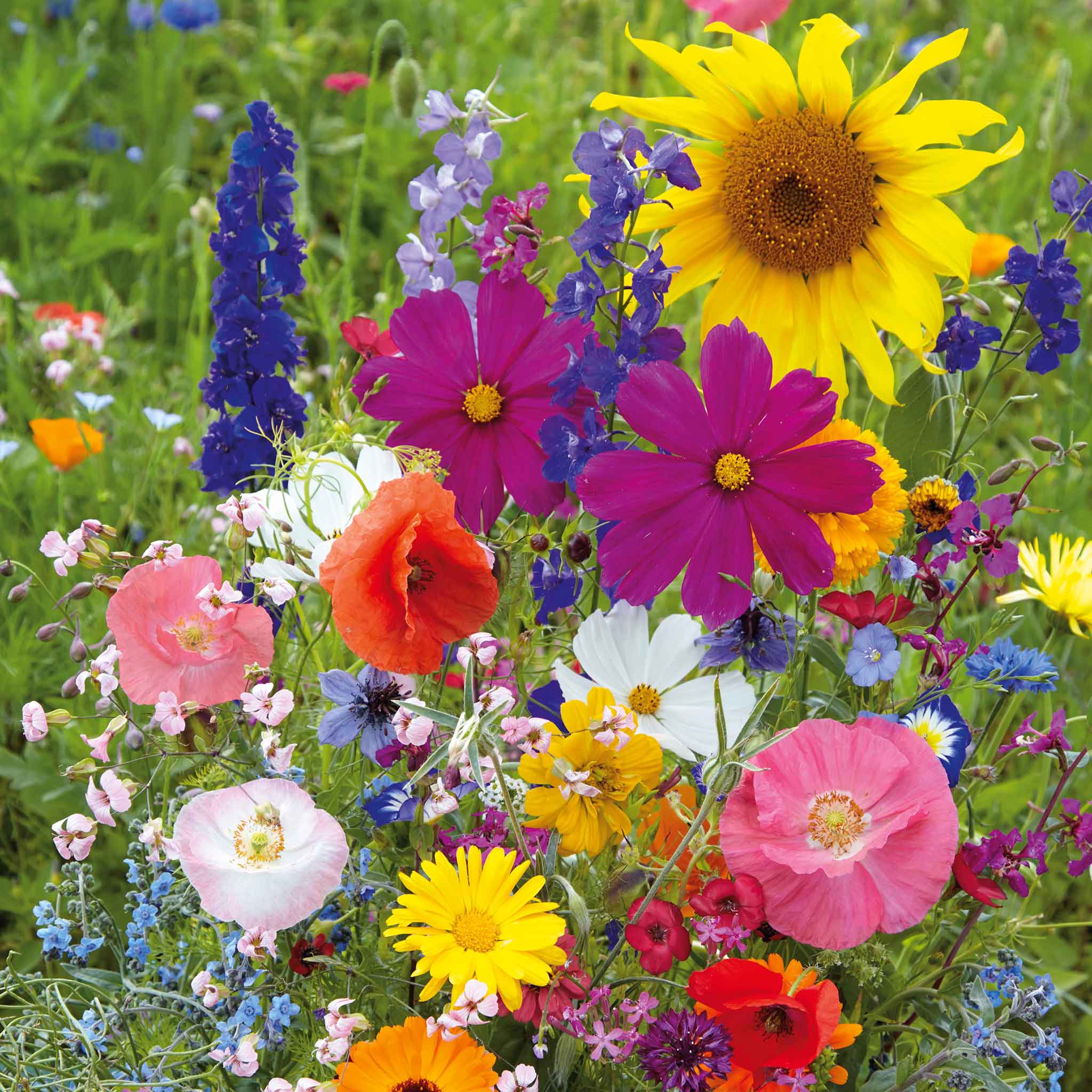 wildflower mix seeds Bulk Fairytale Flower Seed Mix