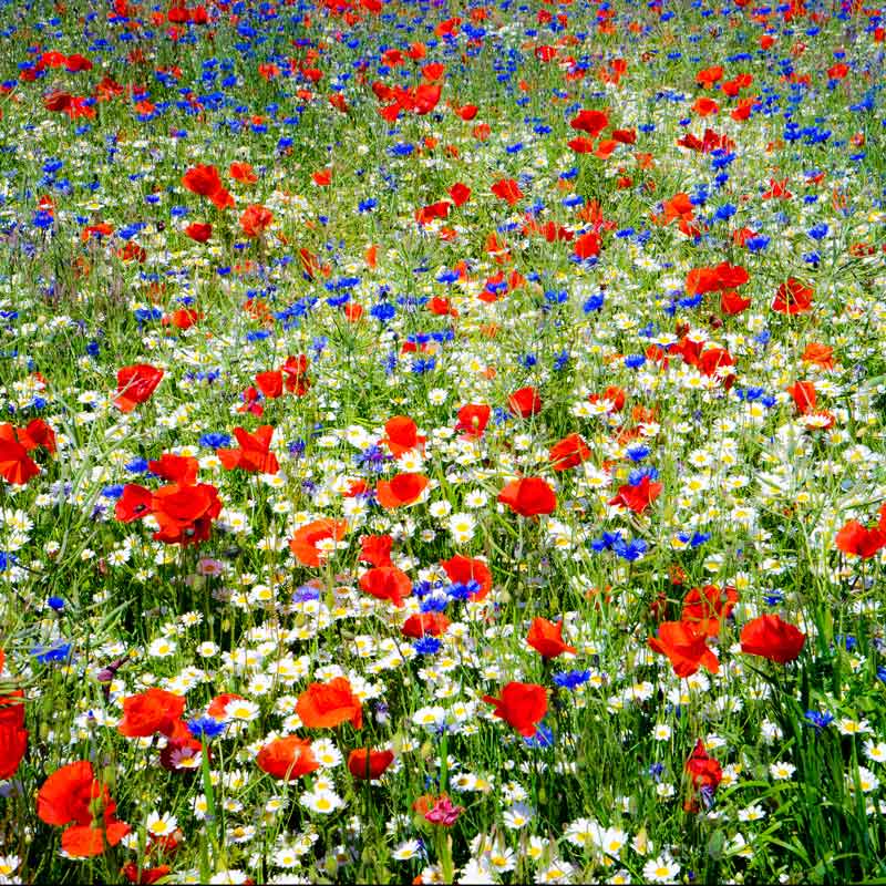 flower field seeds Bulk Field of Dreams Flower Seed Mix