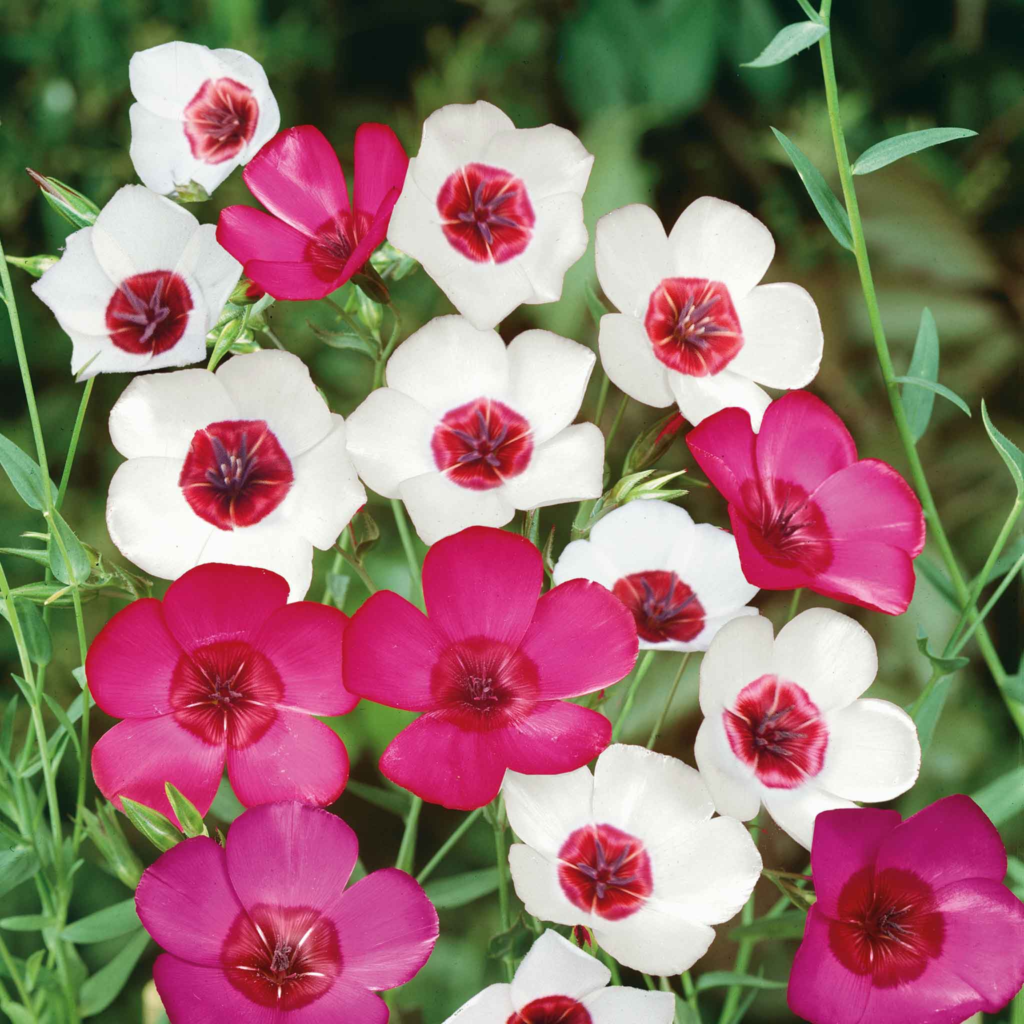 flax seed flower Bulk Flax Seeds