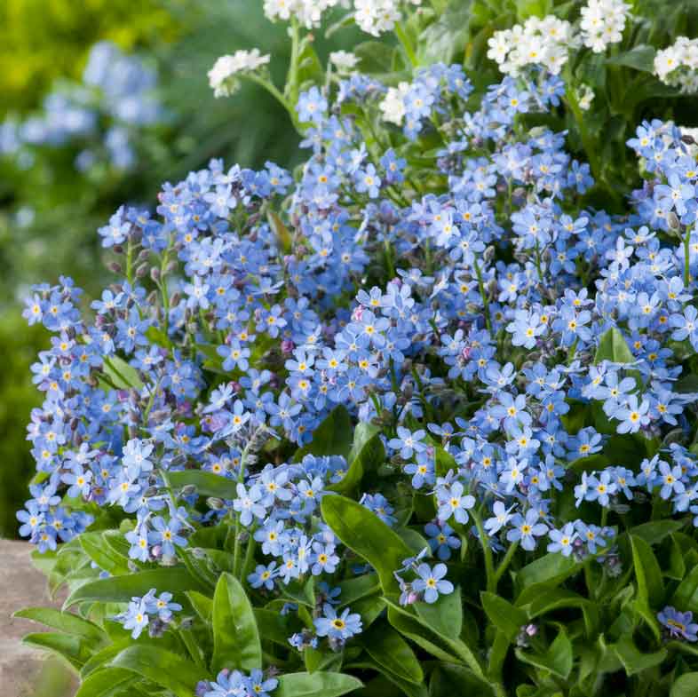 forget me not plant seeds Bulk Forget Me Not Seeds
