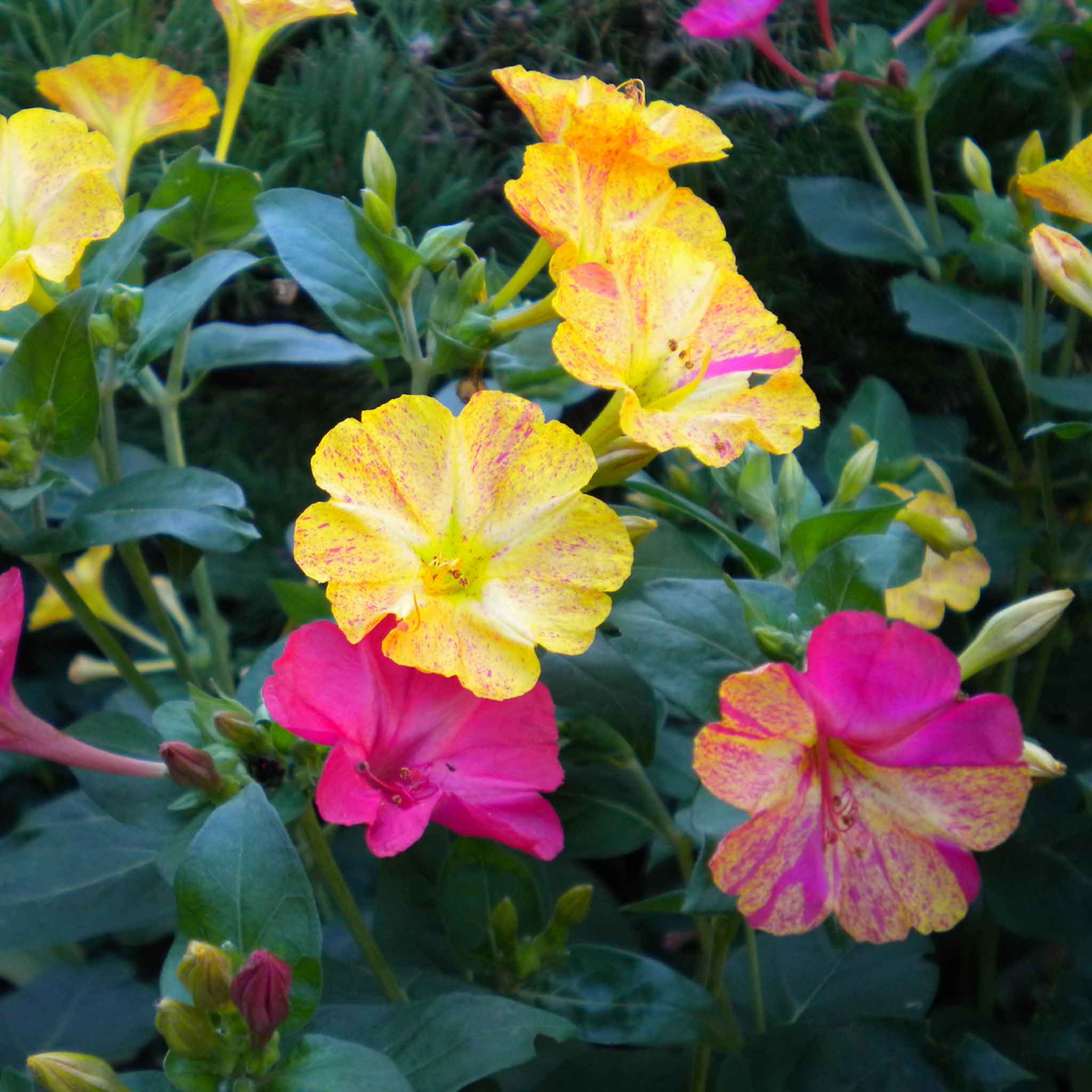 4 oclock flower seeds Bulk Four O'Clock Seeds - Bicolor Mix