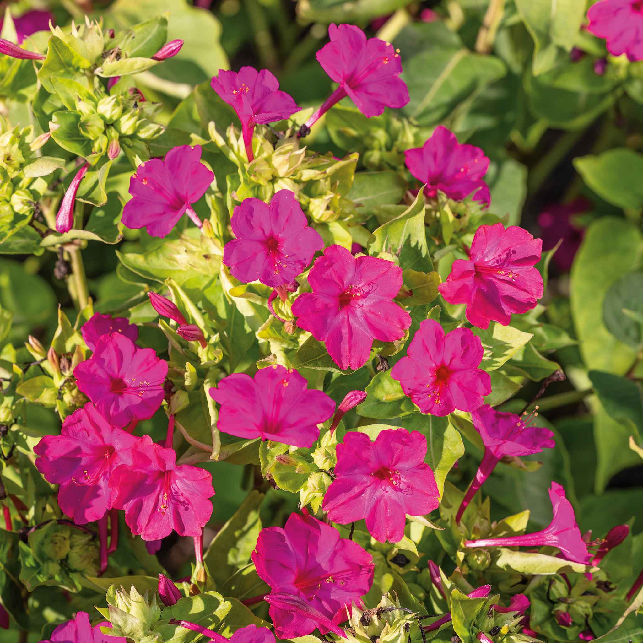 5 o'clock flower seeds Bulk Four O'Clock Seeds