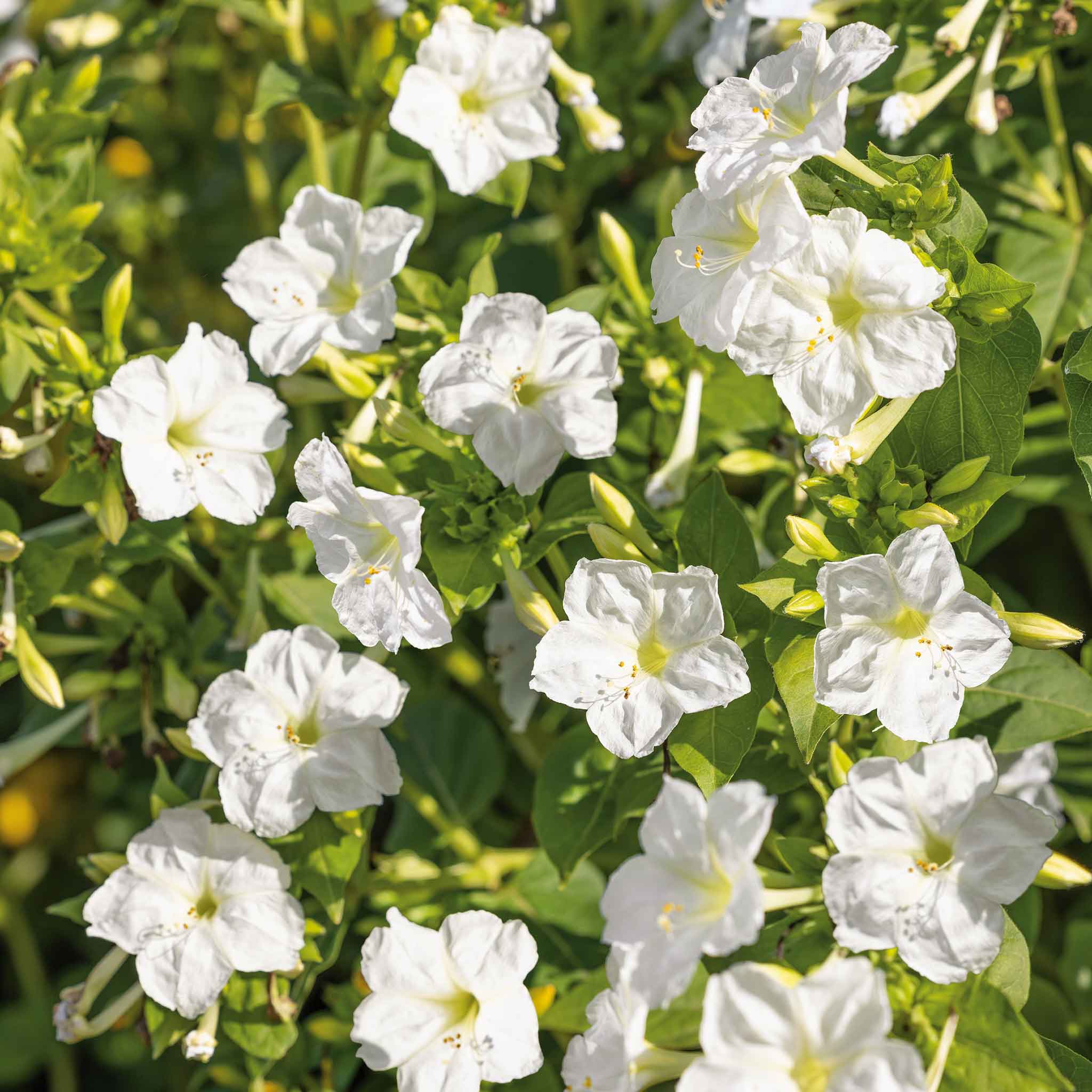 four o clock flower seeds Bulk Four O'Clock Seeds