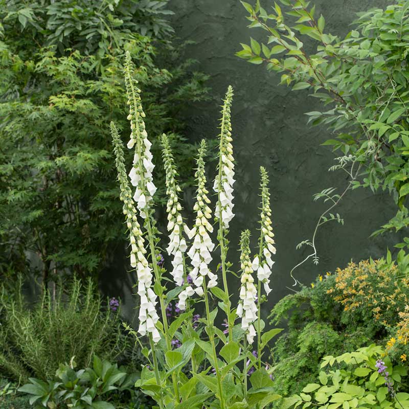 foxglove plant seeds Bulk Foxglove Seeds - Alba