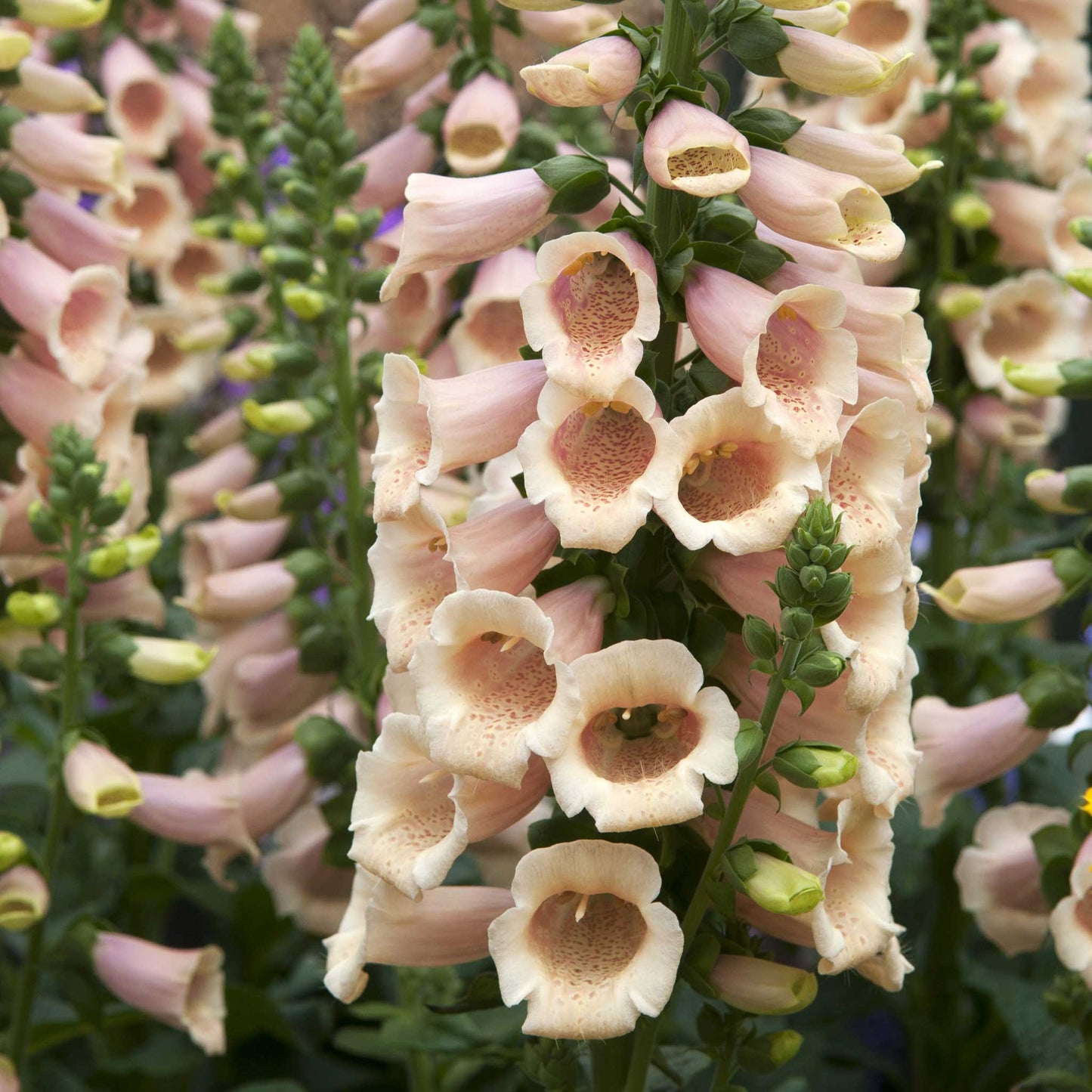 foxglove apricot beauty