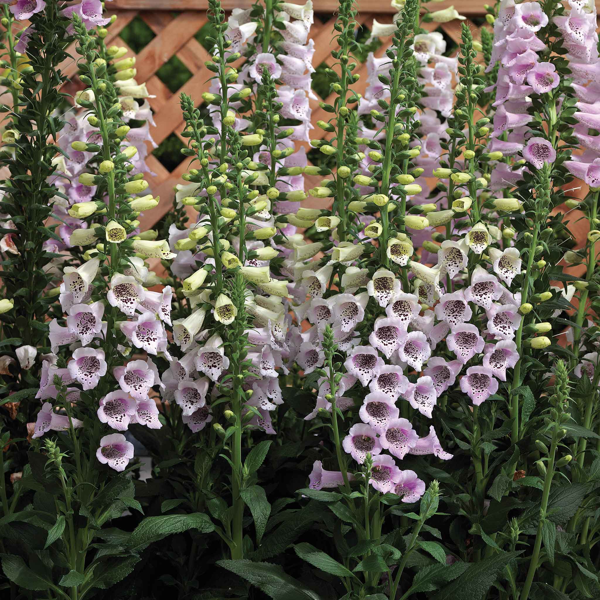 lavender rose seeds Bulk Foxglove Seeds - Camelot Lavender