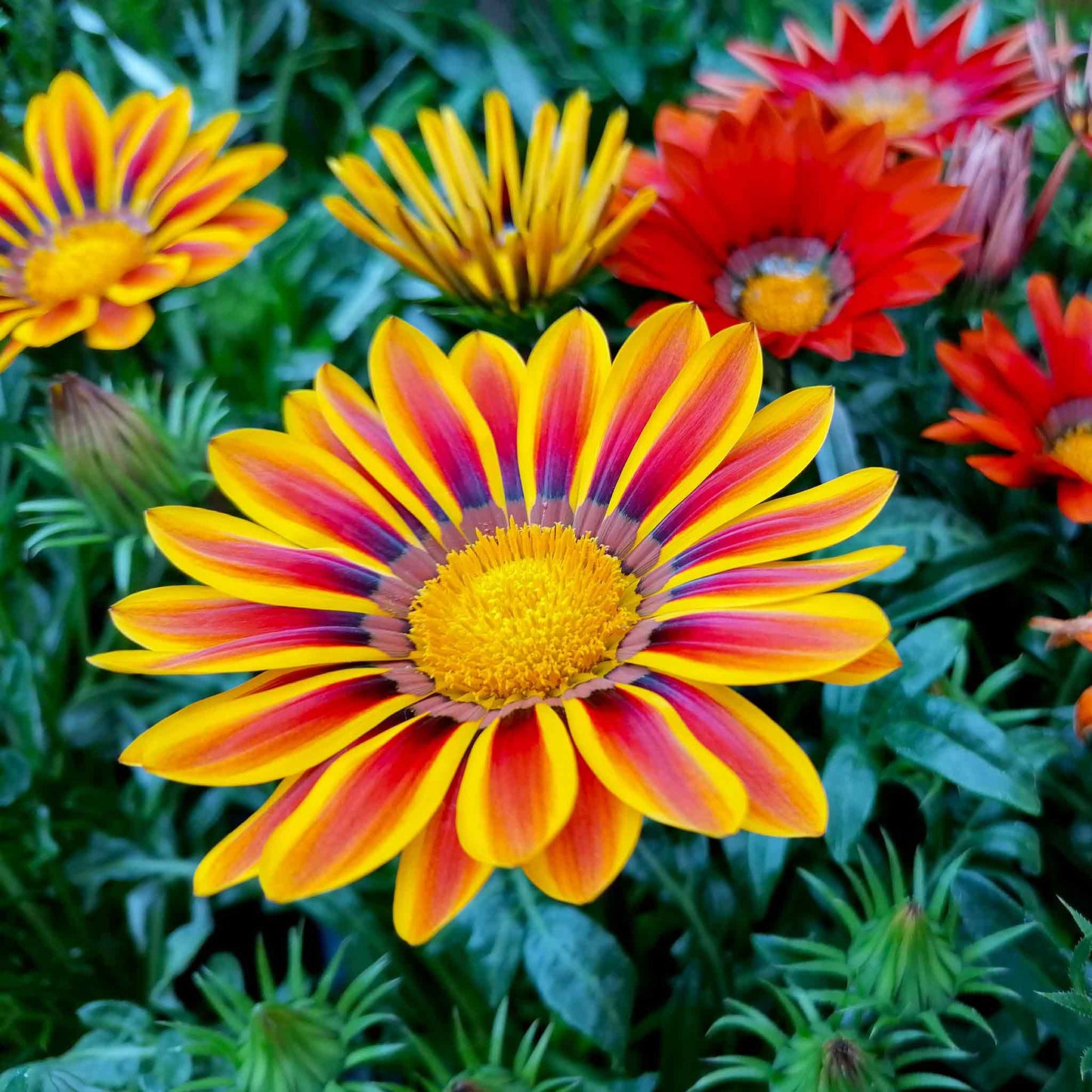 gazania sunshine mix