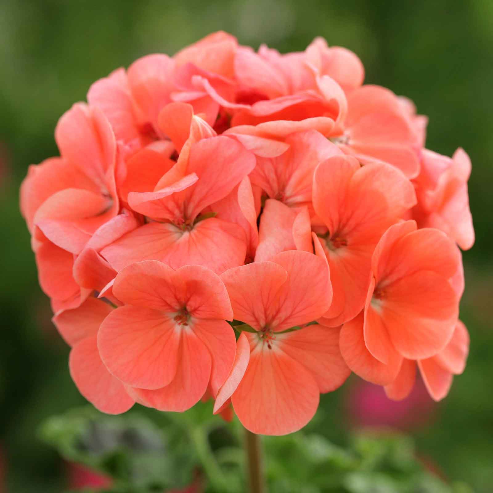 geranium seeds nearby Bulk Geranium Seeds - Pinto Premium White to Rose